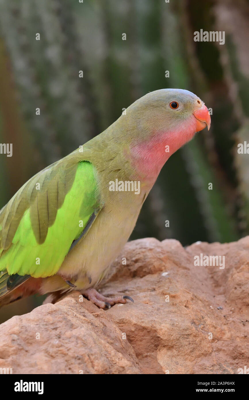 Portrait of a princess parakeet (polytelis alexandrae) perching on a rock Stock Photo