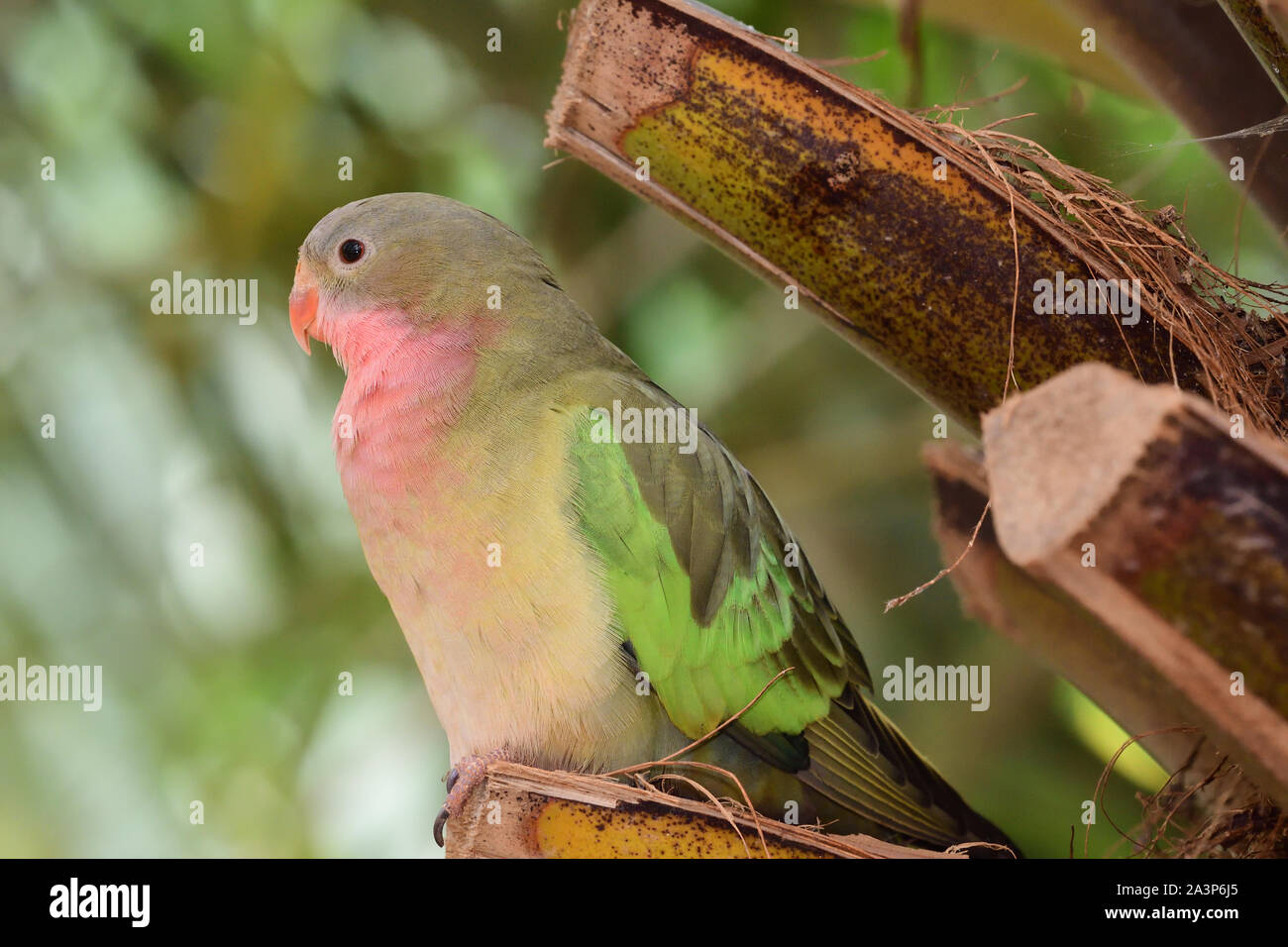 Portrait of a princess parakeet (polytelis alexandrae) perching in a tree Stock Photo