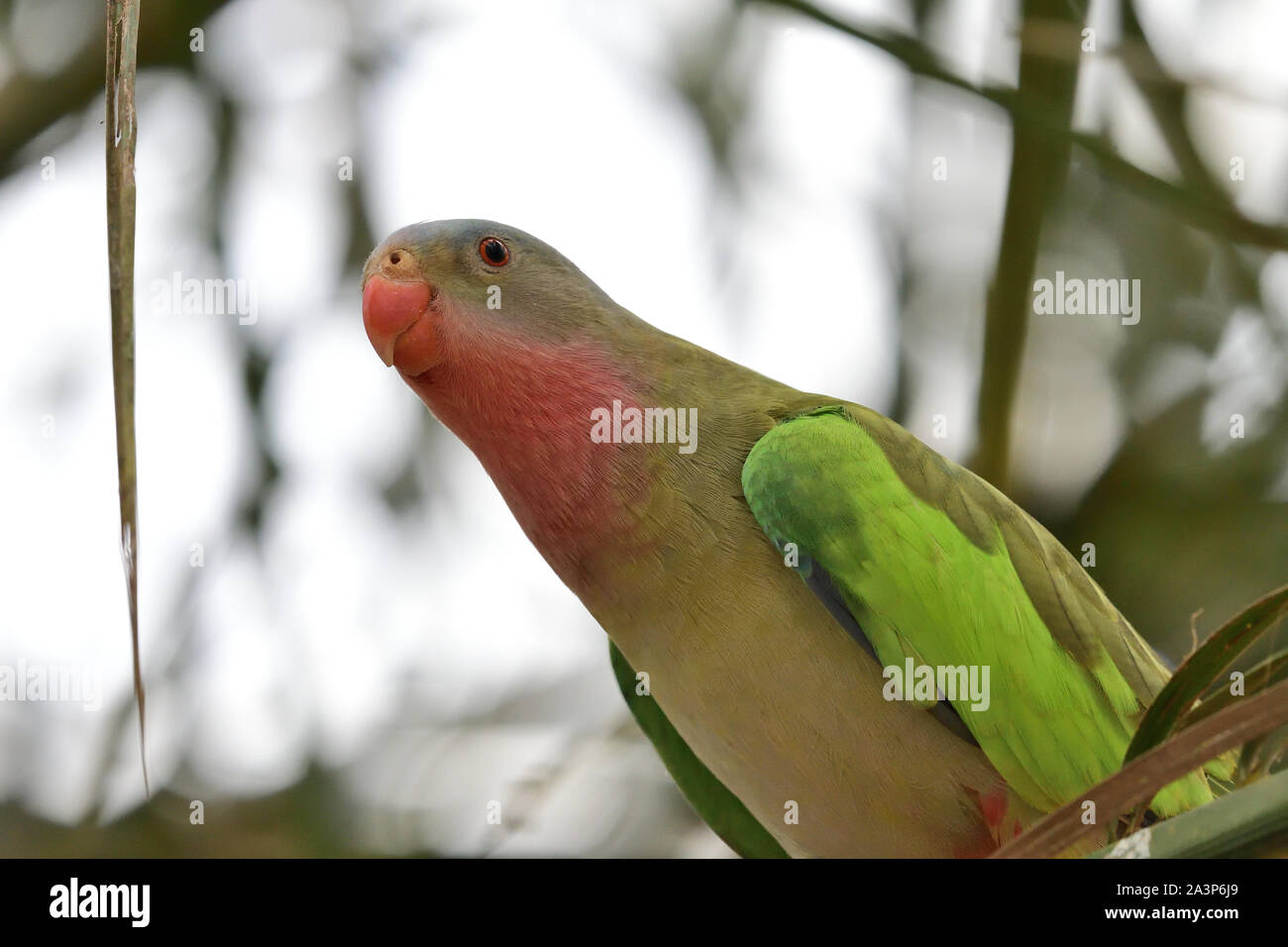 Portrait of a princess parakeet (polytelis alexandrae) perching on a branch Stock Photo