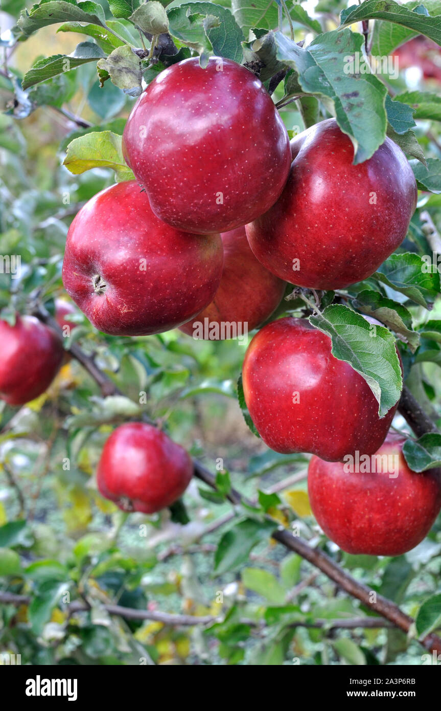 close-up of red apples on apple tree branch, vertical composition Stock Photo