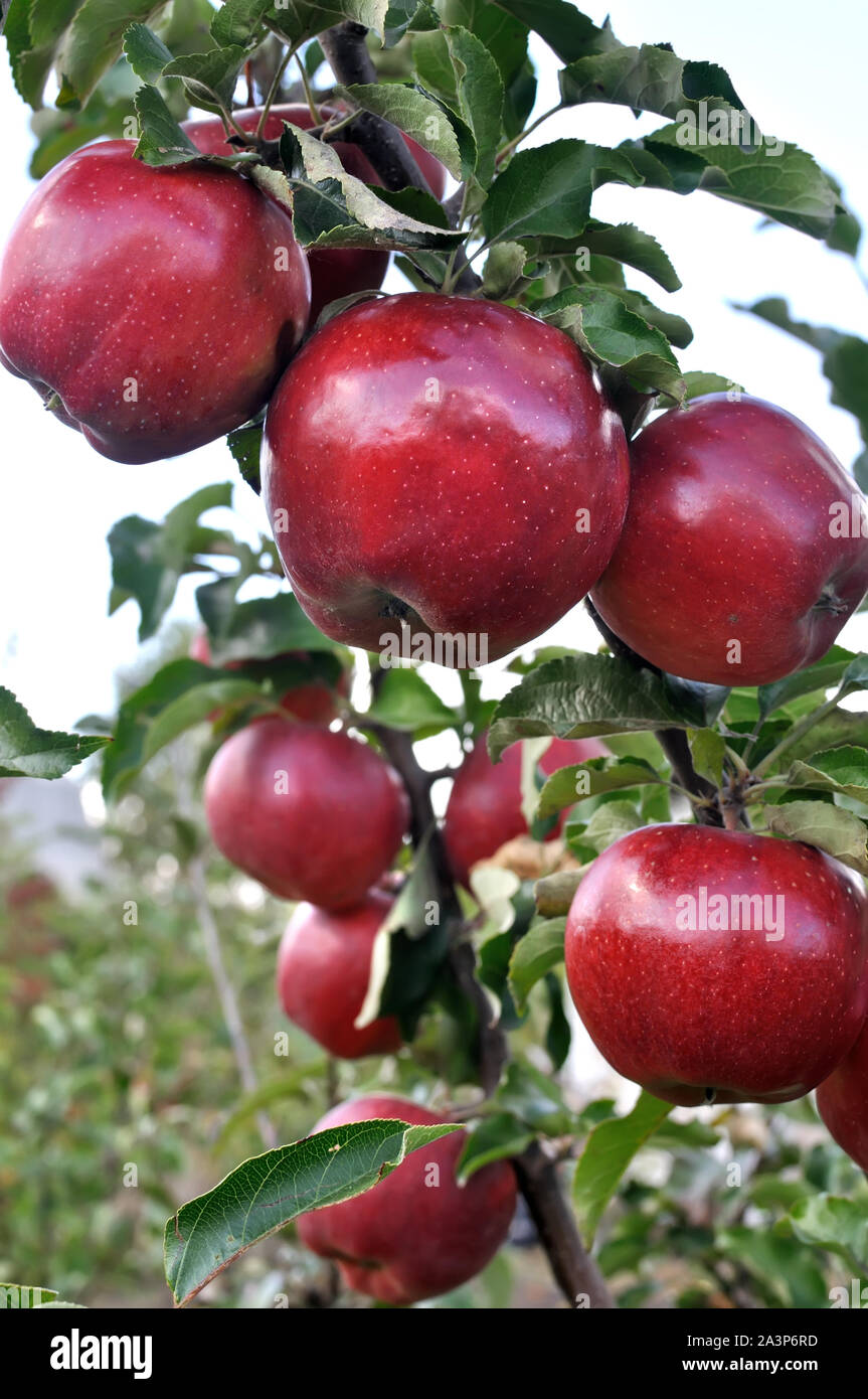 close-up of red apples on apple tree branch, vertical composition Stock Photo