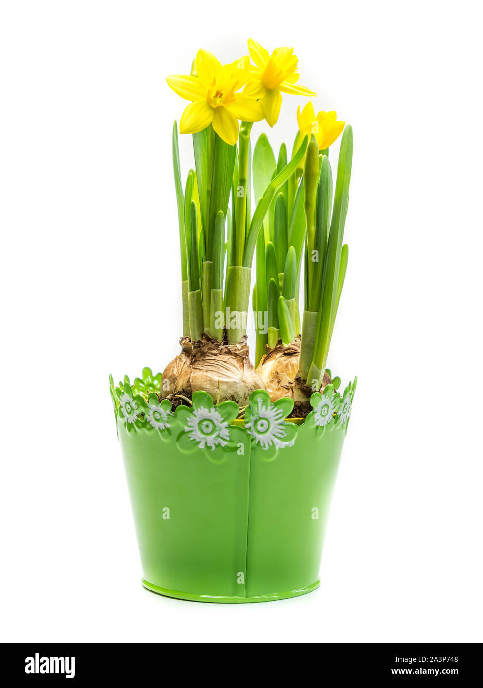 fresh daffodils isolated Stock Photo Alamy