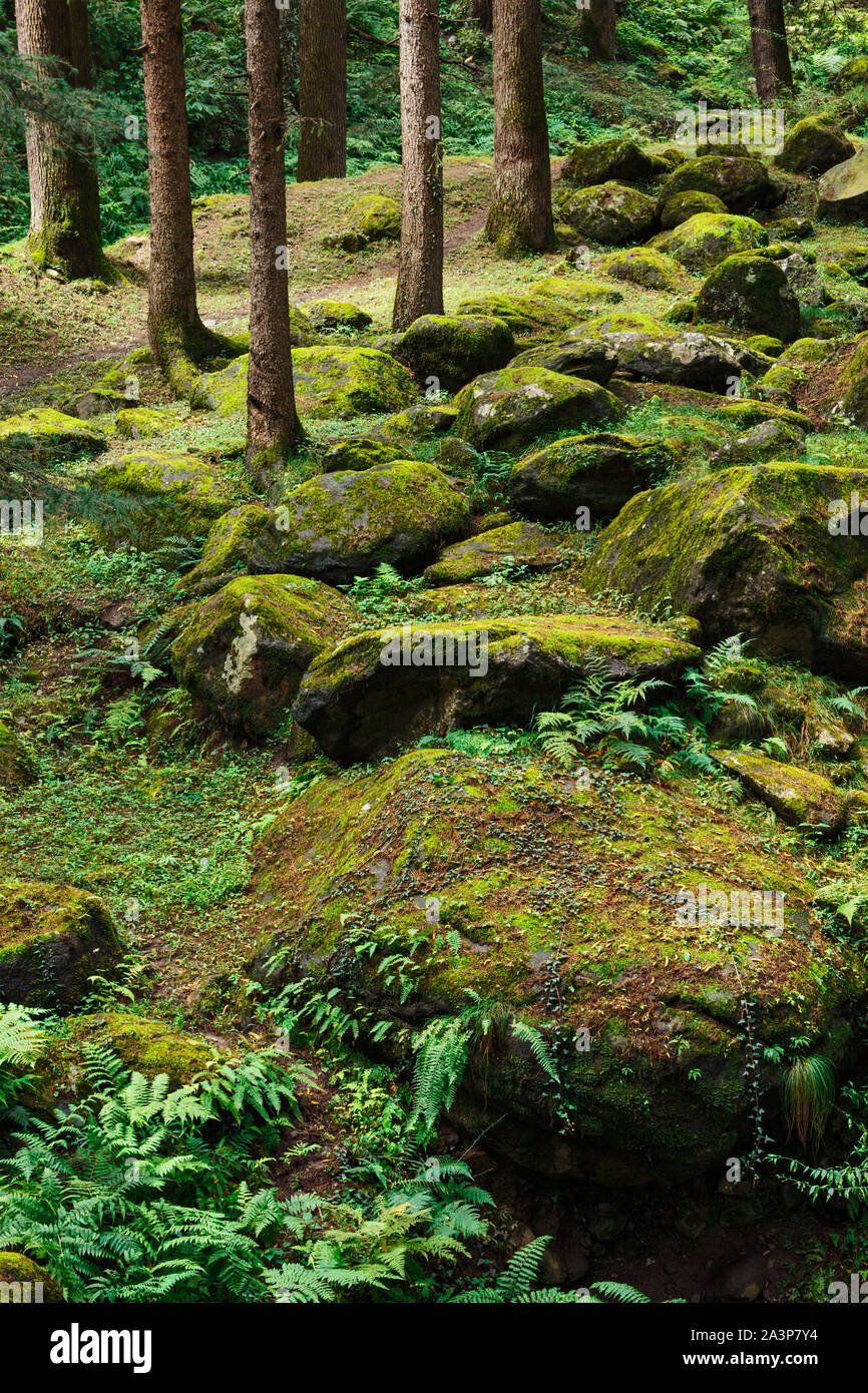 Pine forest in Himalayas Stock Photo