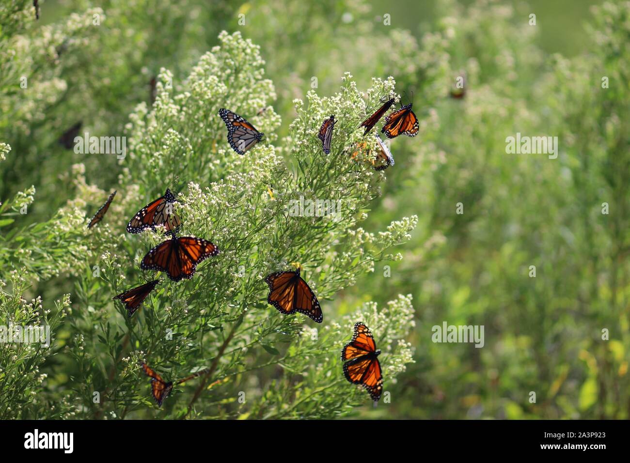 Monarch butterflies migration flight hires stock photography and