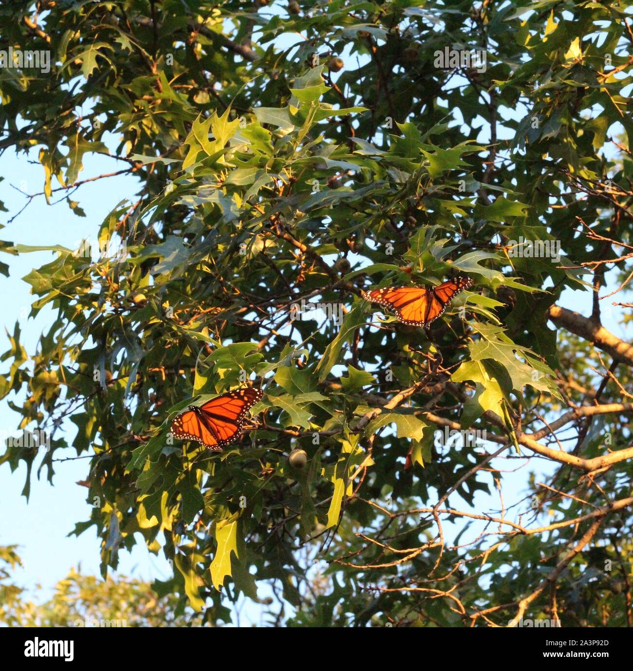 Monarch butterflies stopping in San Angelo, Texas, USA, during the fall