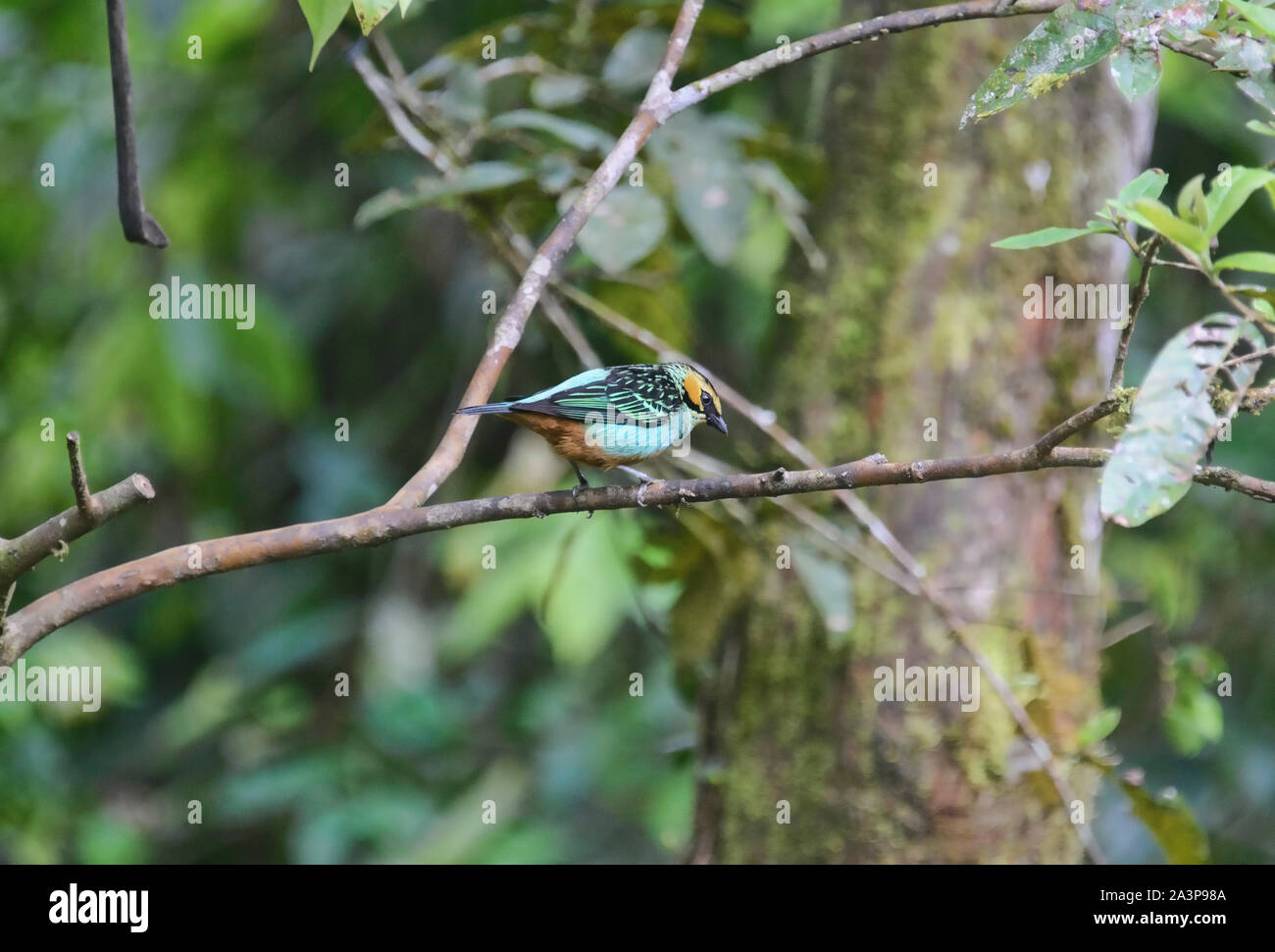 Golden-eared tanager (Tangara chrysotis), Podocarpus National Park, Zamora, Ecuador Stock Photo