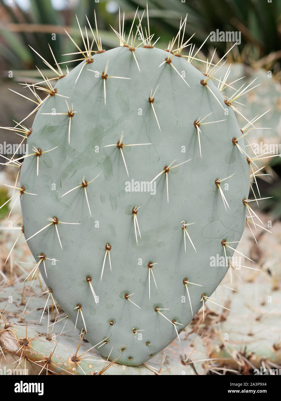 Close-up of Opuntia engelmanniio or prickly pear cactus Stock Photo