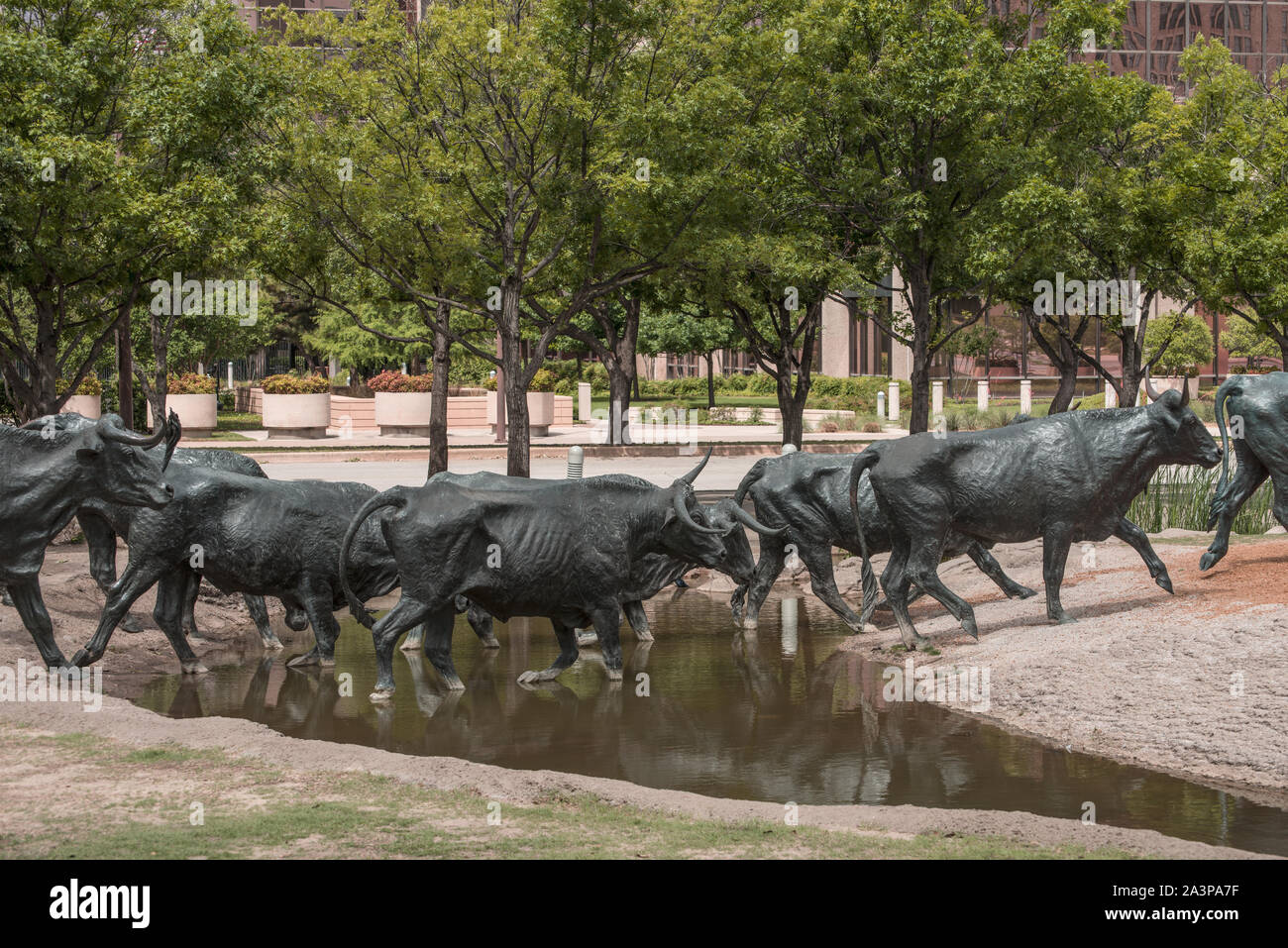 Some of the 70 bronze steers in a large sculpture in Pioneer Park in ...