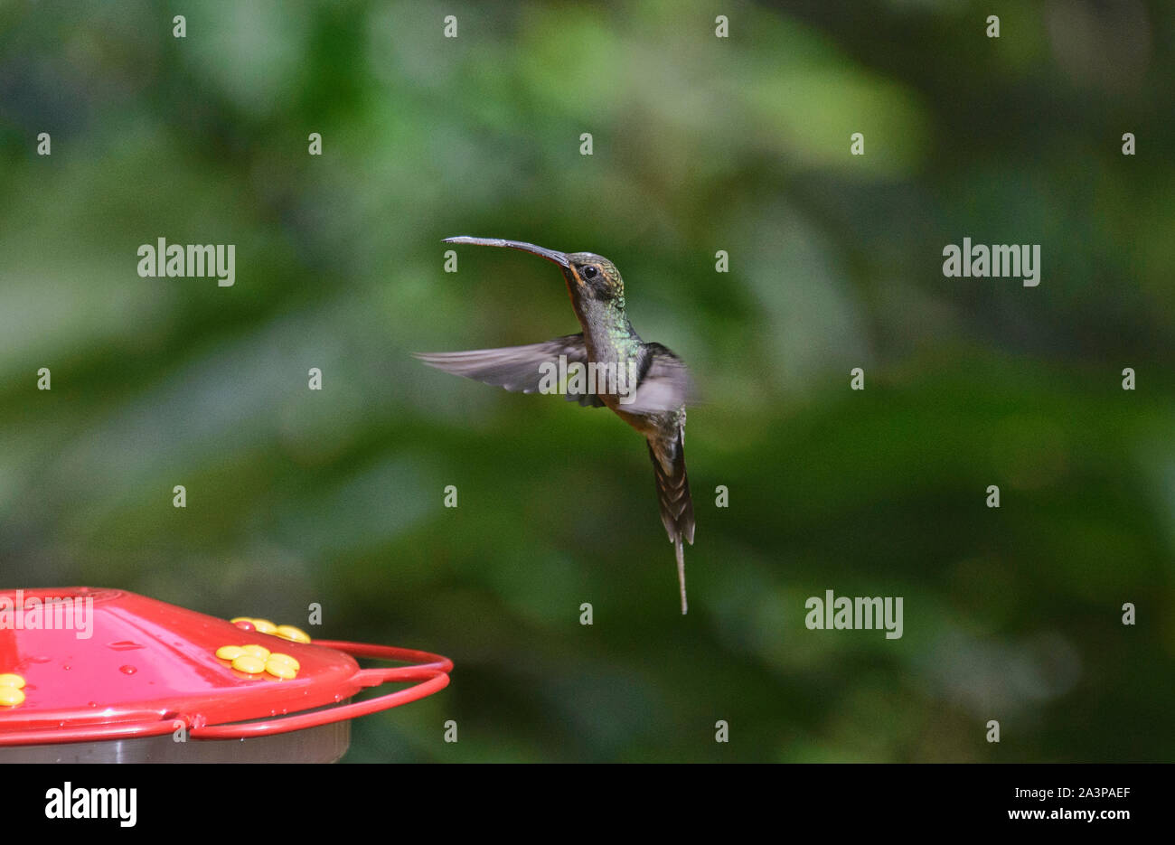 Green hermit hummingbird (Phaethornis guy), Copalinga, Podocarpus National Park, Zamora, Ecuador Stock Photo