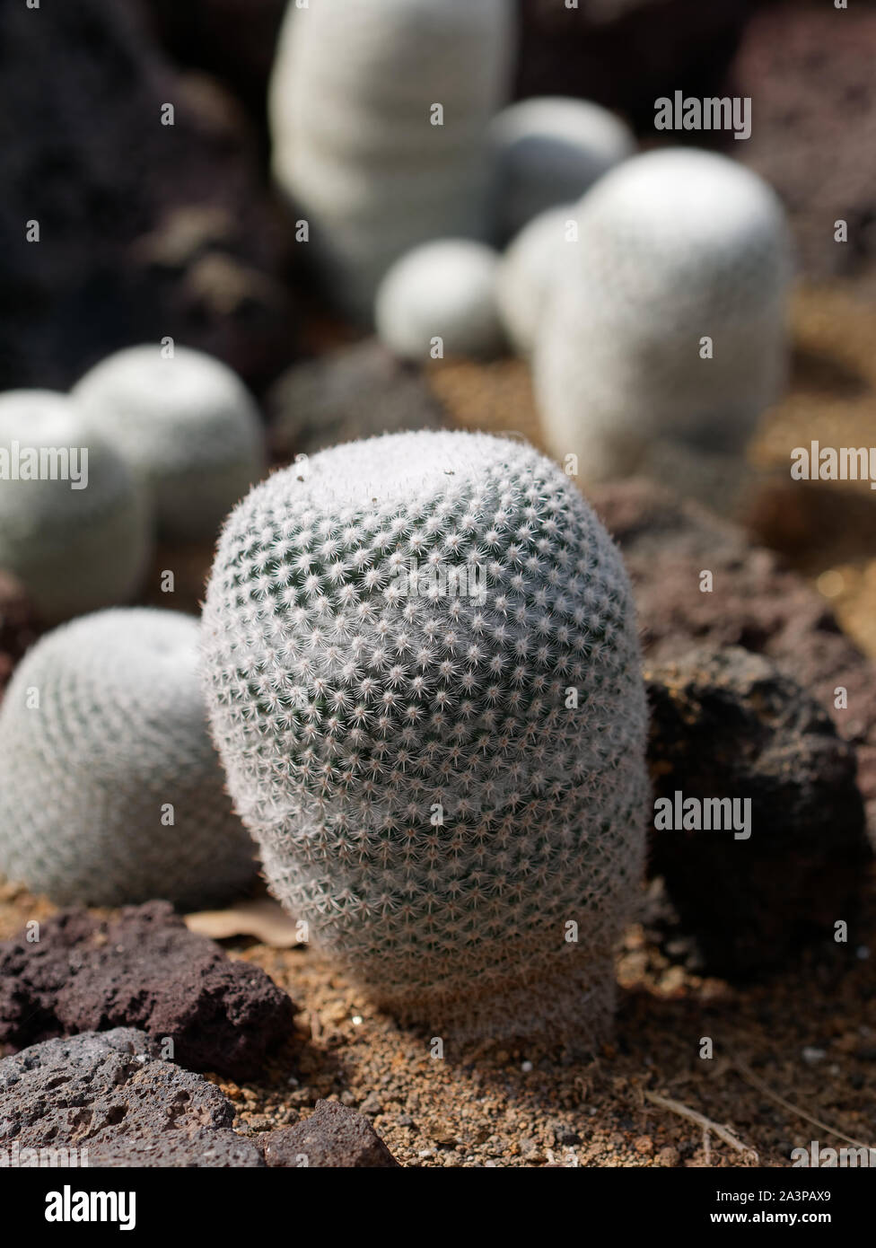 Epithelantha horizonthalonius commonly known as Button Cactus Stock Photo