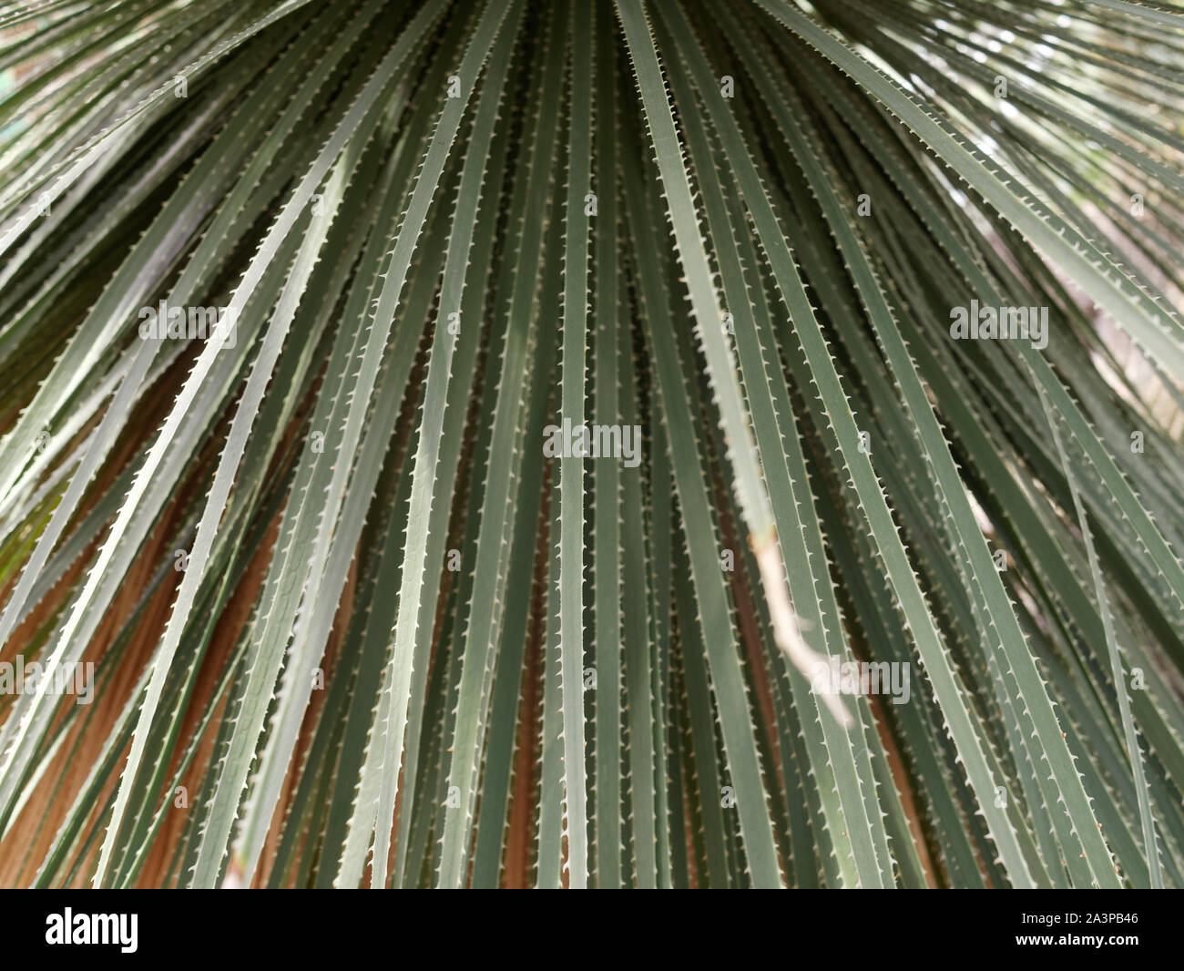 Abstract image of green leaves of Dasylirion succulent plant Stock Photo