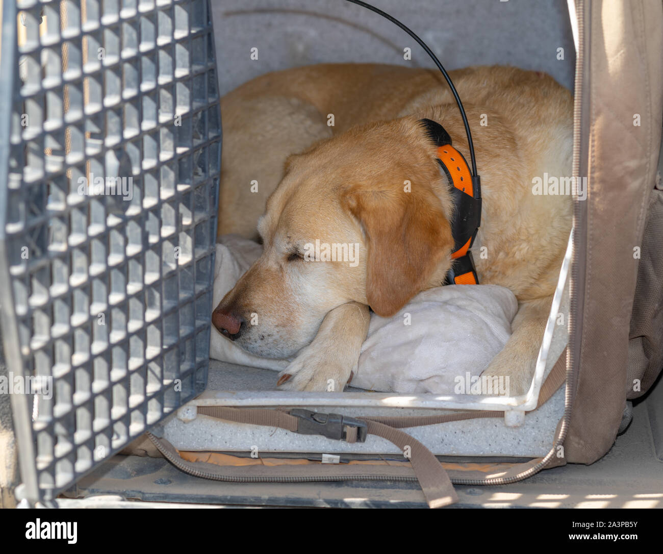 Yellow labrador retriever dog with a GPS tracking collar sleeping in a dog kennel. Stock Photo