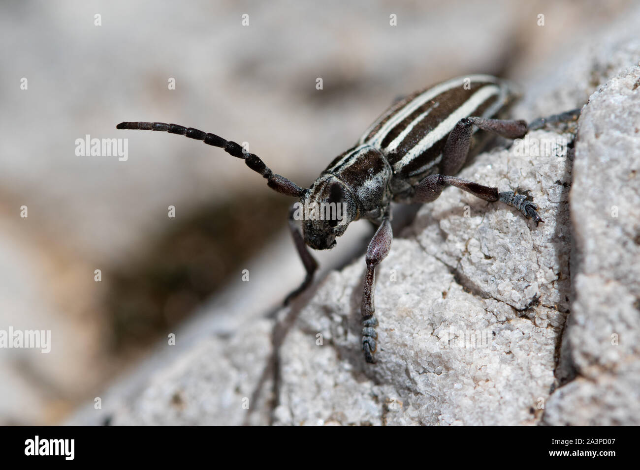 Dorcadion fuliginator - a flightless longhorn beetle of the Cerambycidae family Stock Photo