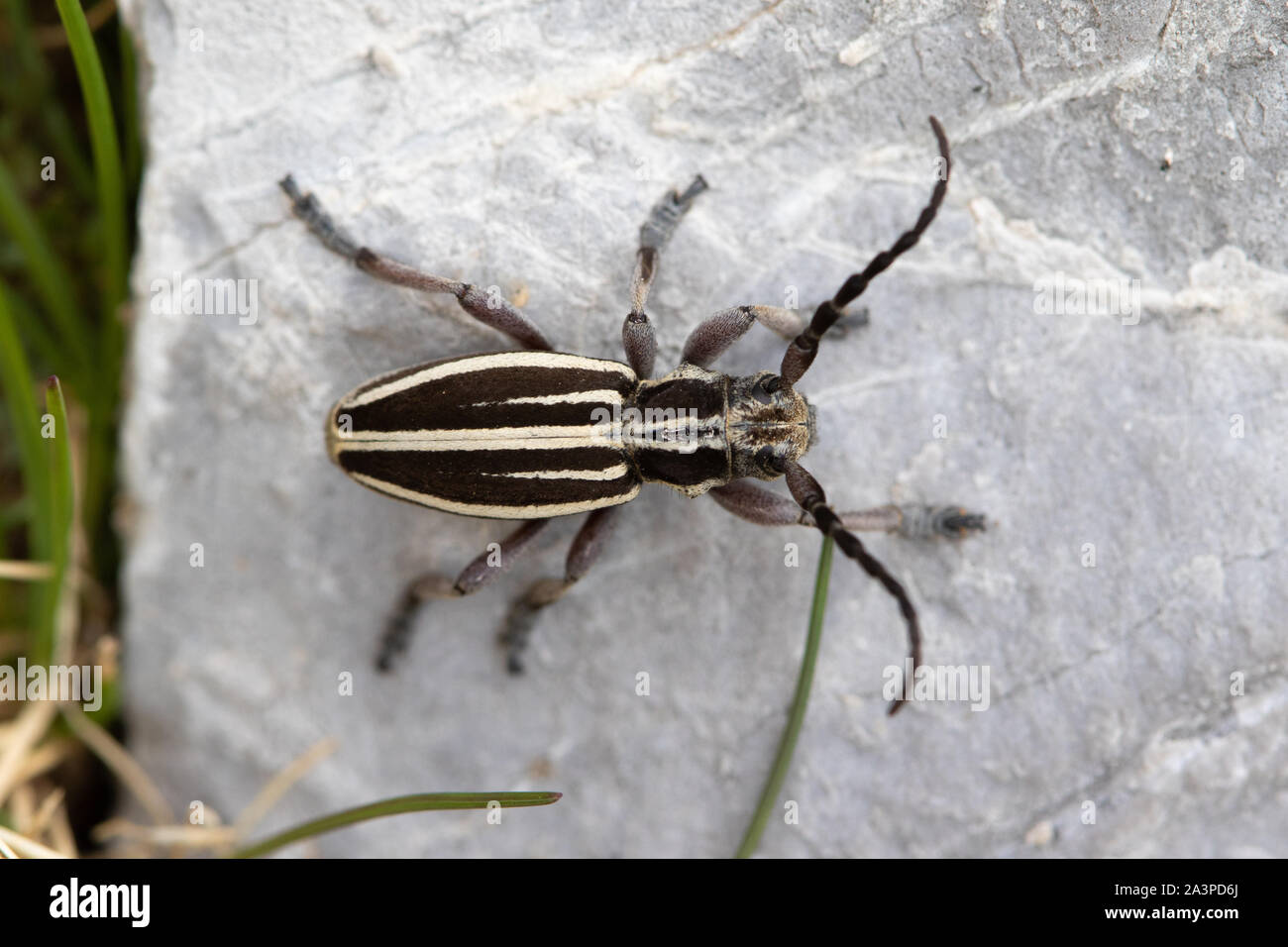 Dorcadion fuliginator - a flightless longhorn beetle of the Cerambycidae family Stock Photo