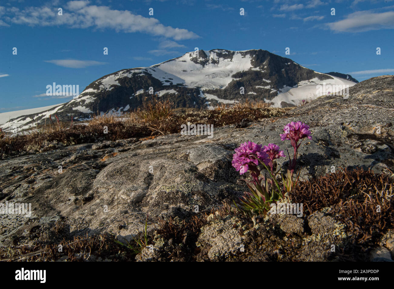 Alpine catchfly (Lychnis alpina) growing in the mountains of the Jotunheimen, Norway Stock Photo