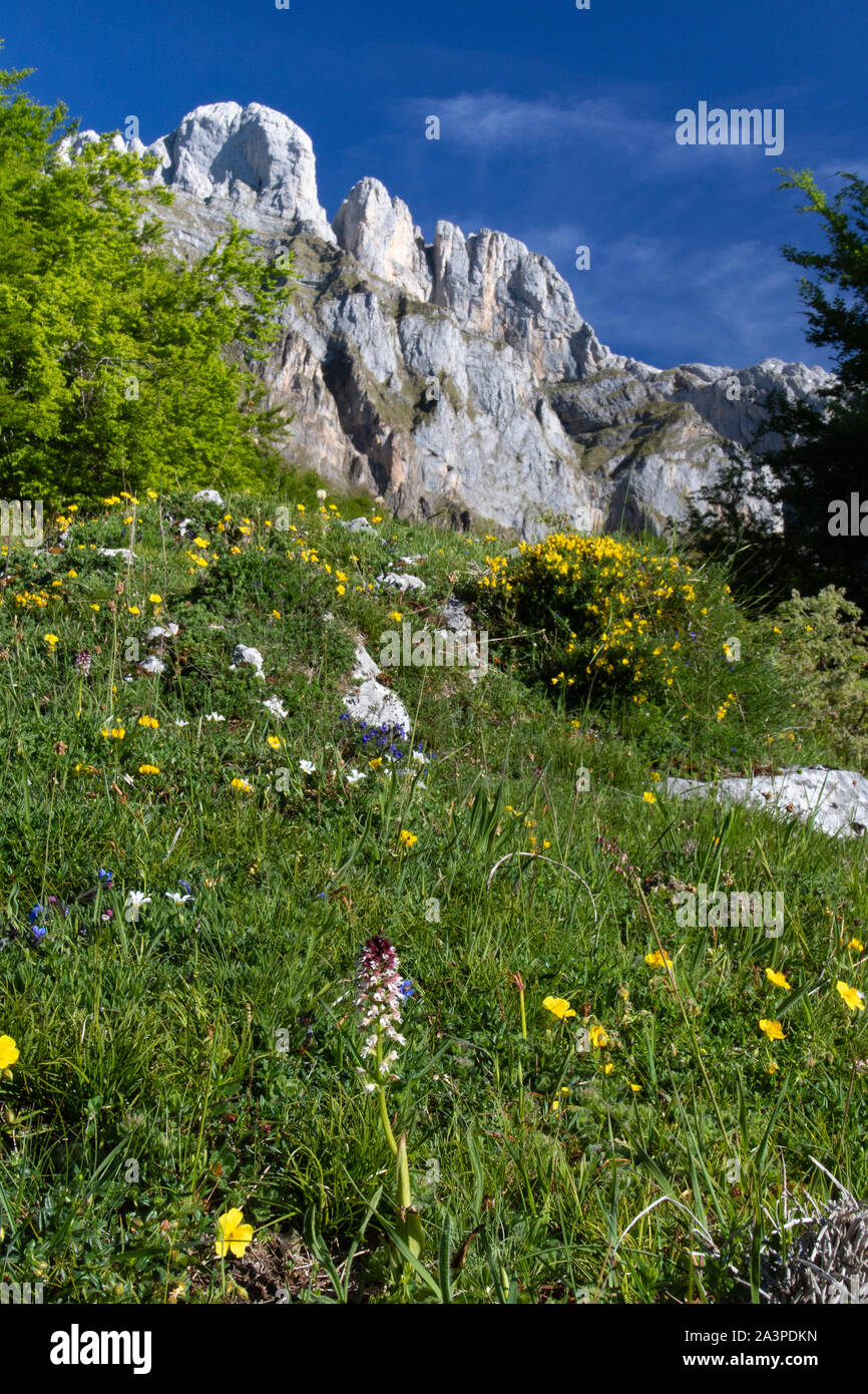 Burnt-tipped Orchid (Neotinea ustulata) in an alpine meadow with the limestone cliffs of Fuente De in the background Stock Photo