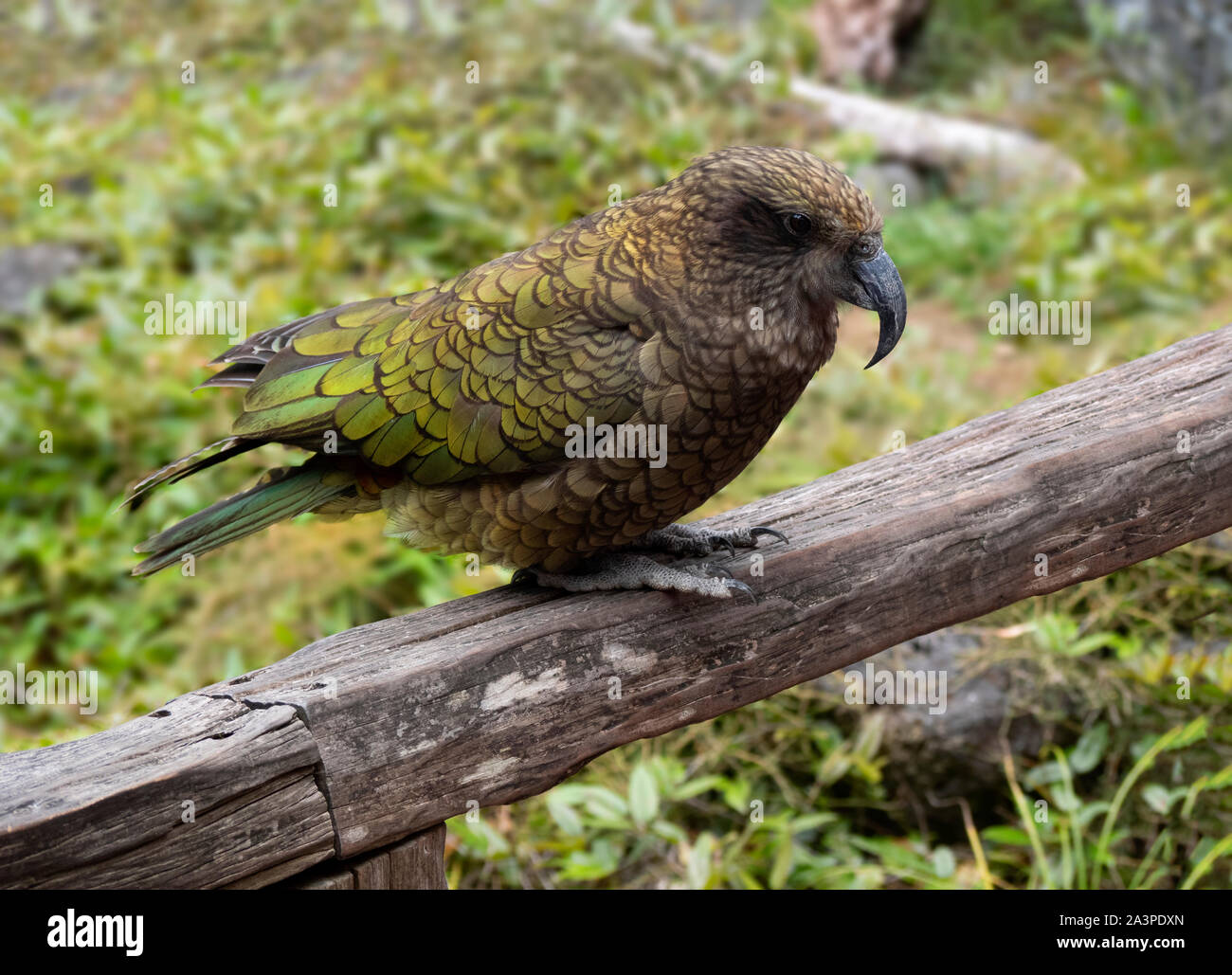 The Kea, New Zealand Alpine Parrot Stock Photo