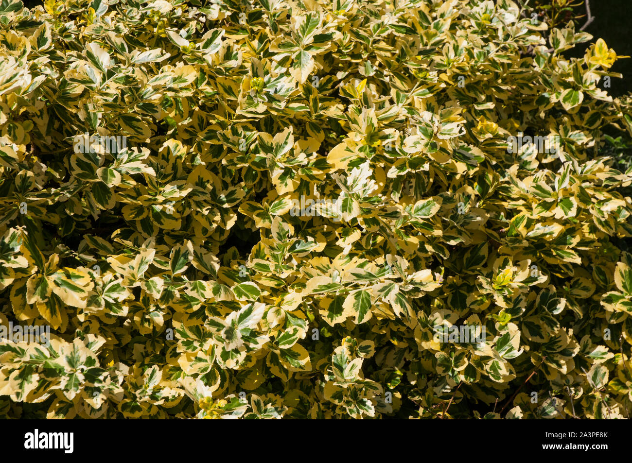 Euonymus fortunei  Spindle tree Emerald and Gold  A bushy shrub that has green and yellow leaves is an evergreen perennial and fully hardy Stock Photo