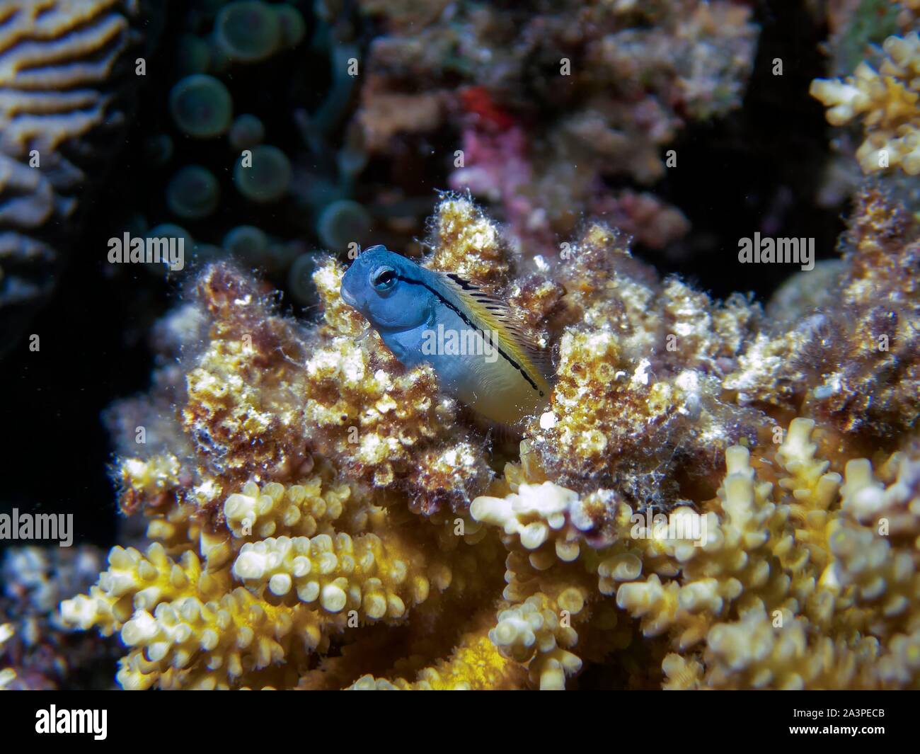 Red Sea Mimic Blenny (Ecsenius gravieri Stock Photo - Alamy