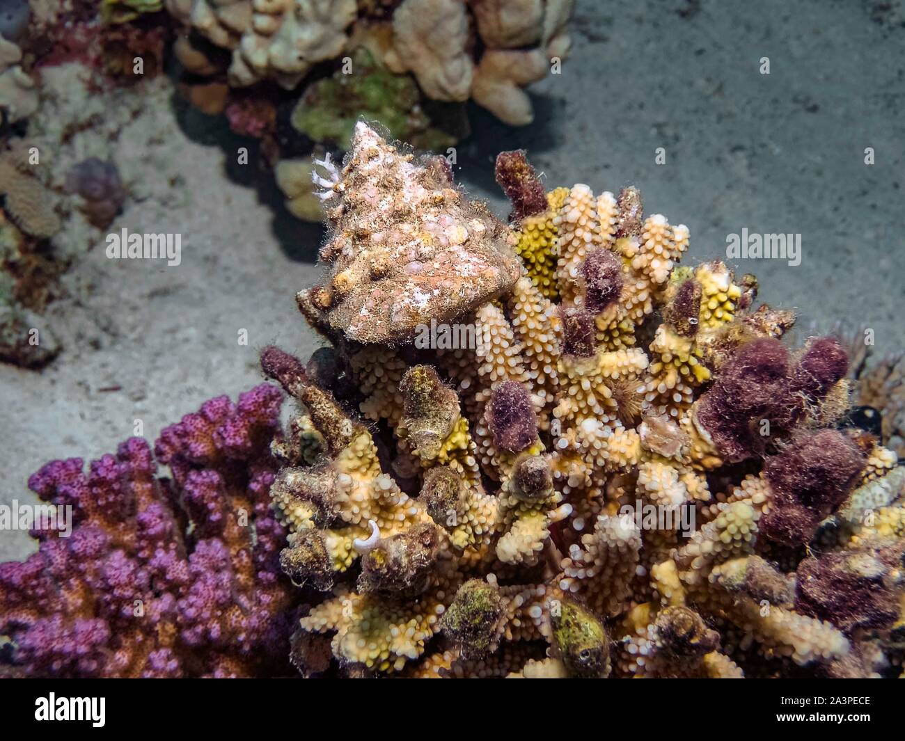 Red Sea Top Shell (Trochus maculatus) Stock Photo