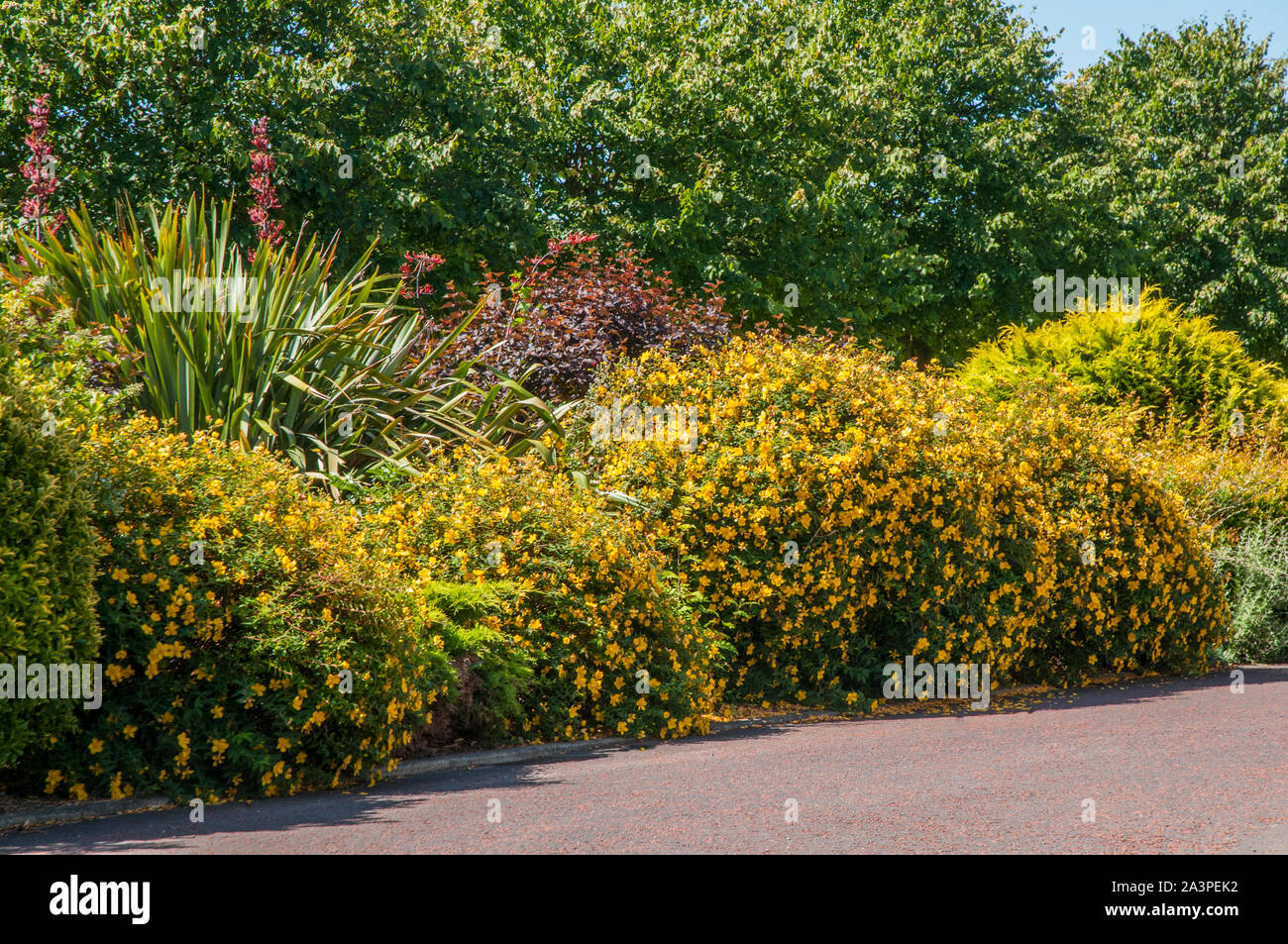 Hypericum Hidcote in full flower in summer  A perennial that is evergreen to semi evergreen bushy shrub that is fully hardy Stock Photo