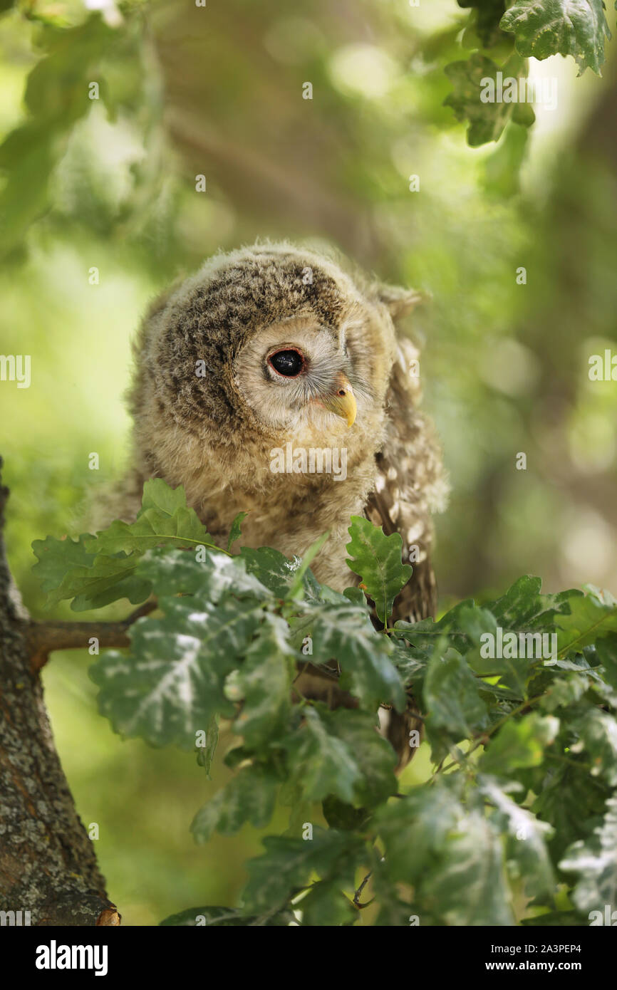 Nestling of tawny owl - Strix aluco sit on the branch, Czech republic Stock Photo