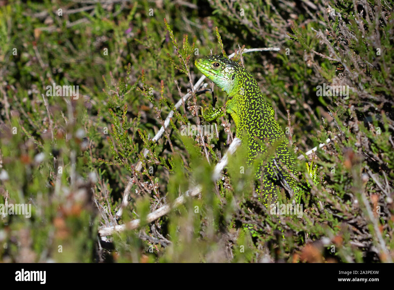 adult male Western Green Lizard (Lacerta bilineata) Stock Photo