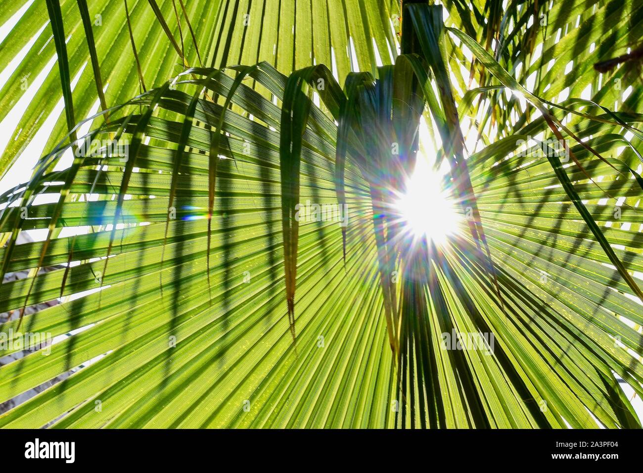 Turkish Plants, Leaves and Trees all found in abundance on the Southern ...