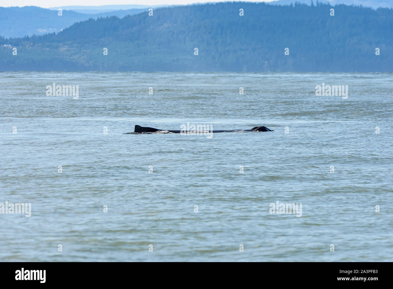 Humpback whale, Megaptera novaeangliae. 'Trooper' was badly injured by a boat propellor and has recovered from his injuries. Salish Sea, British Colum Stock Photo