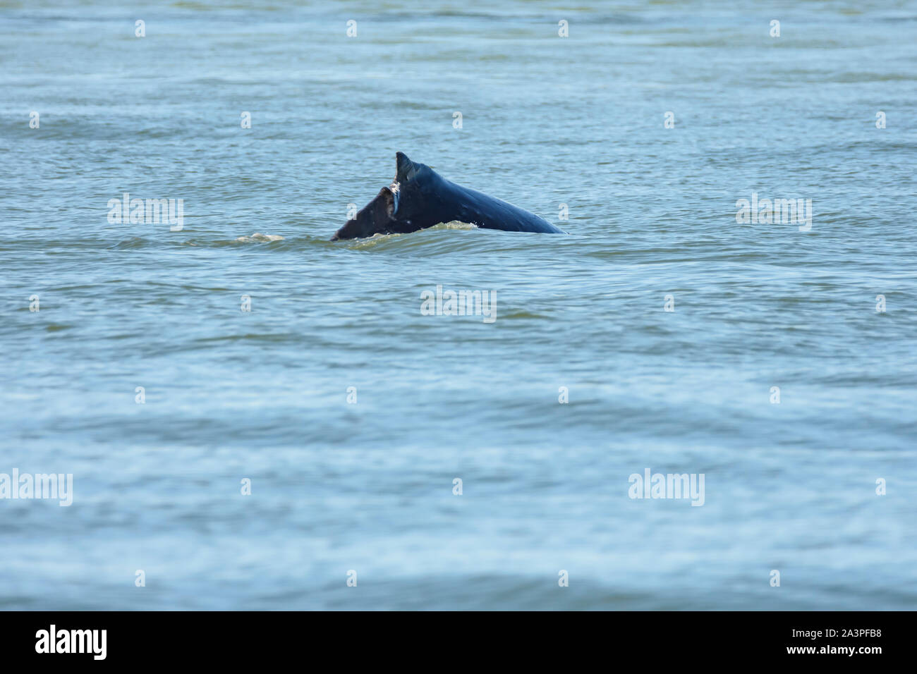 Injured whale hi-res stock photography and images - Alamy