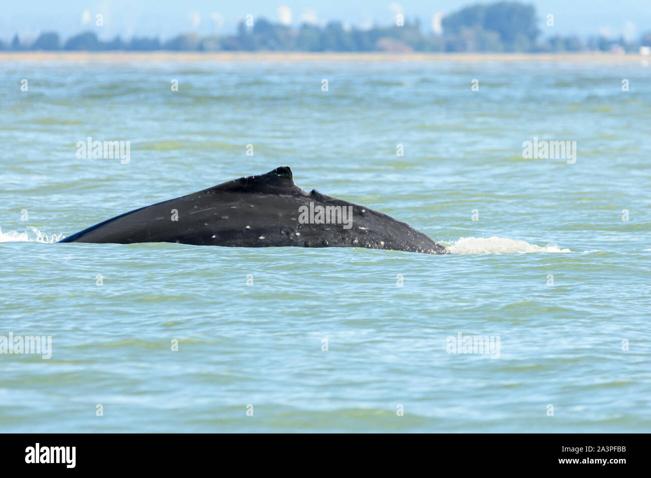 Humpback whale, Megaptera novaeangliae. 'Trooper' was badly injured by a boat propellor and has recovered from his injuries. Salish Sea, British Colum Stock Photo