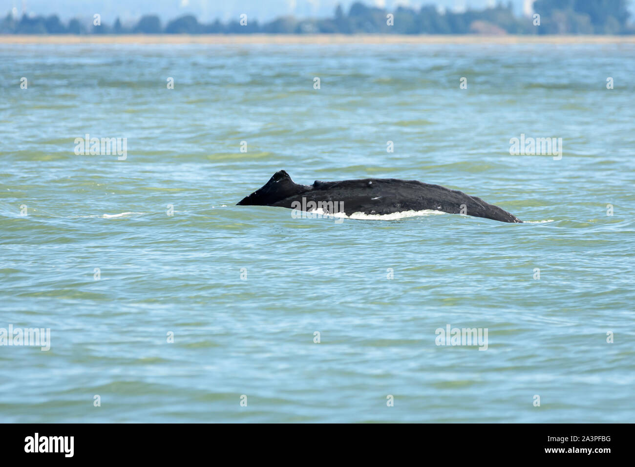 Injured whale hi-res stock photography and images - Alamy