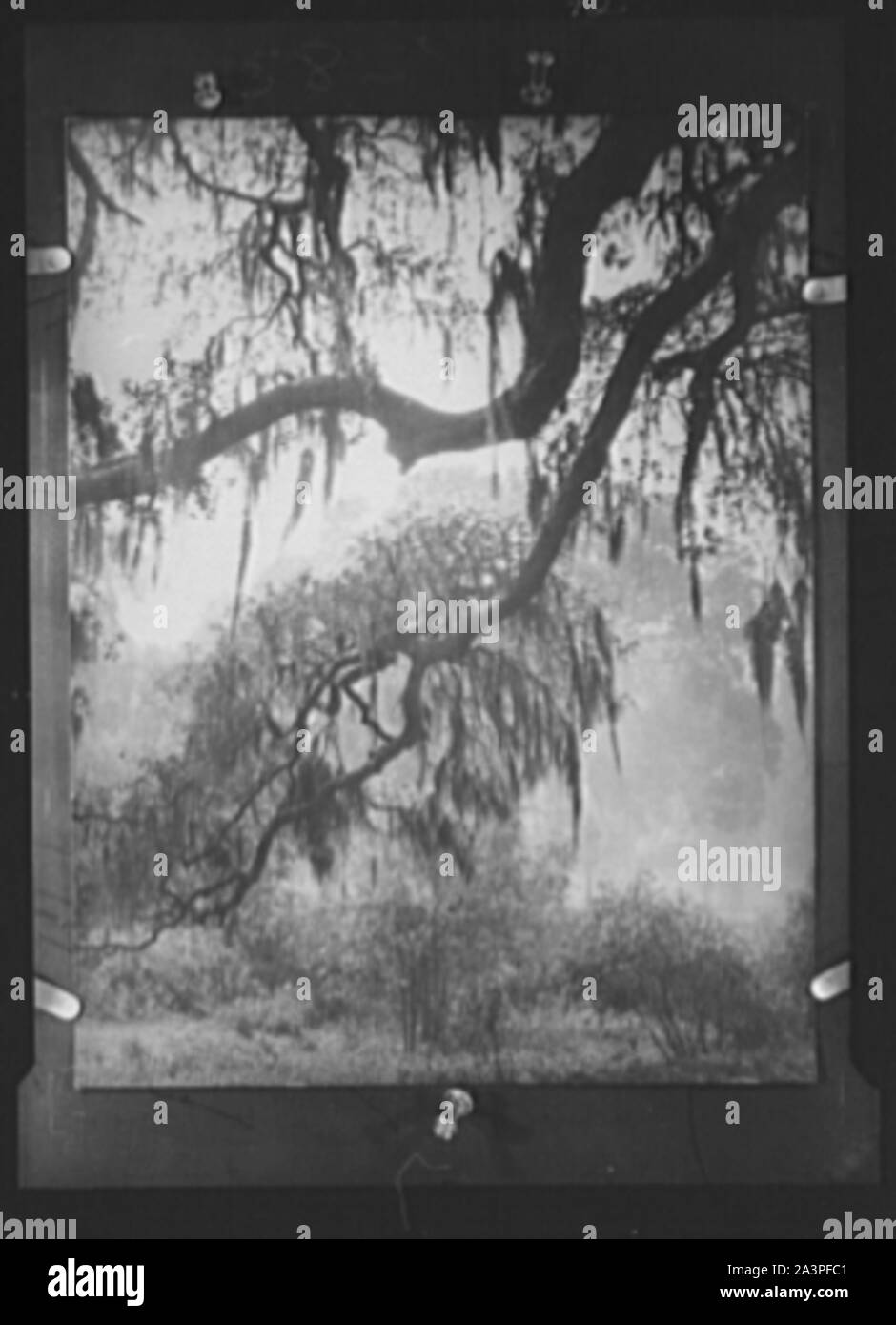 Spanish moss, New Orleans Stock Photo Alamy