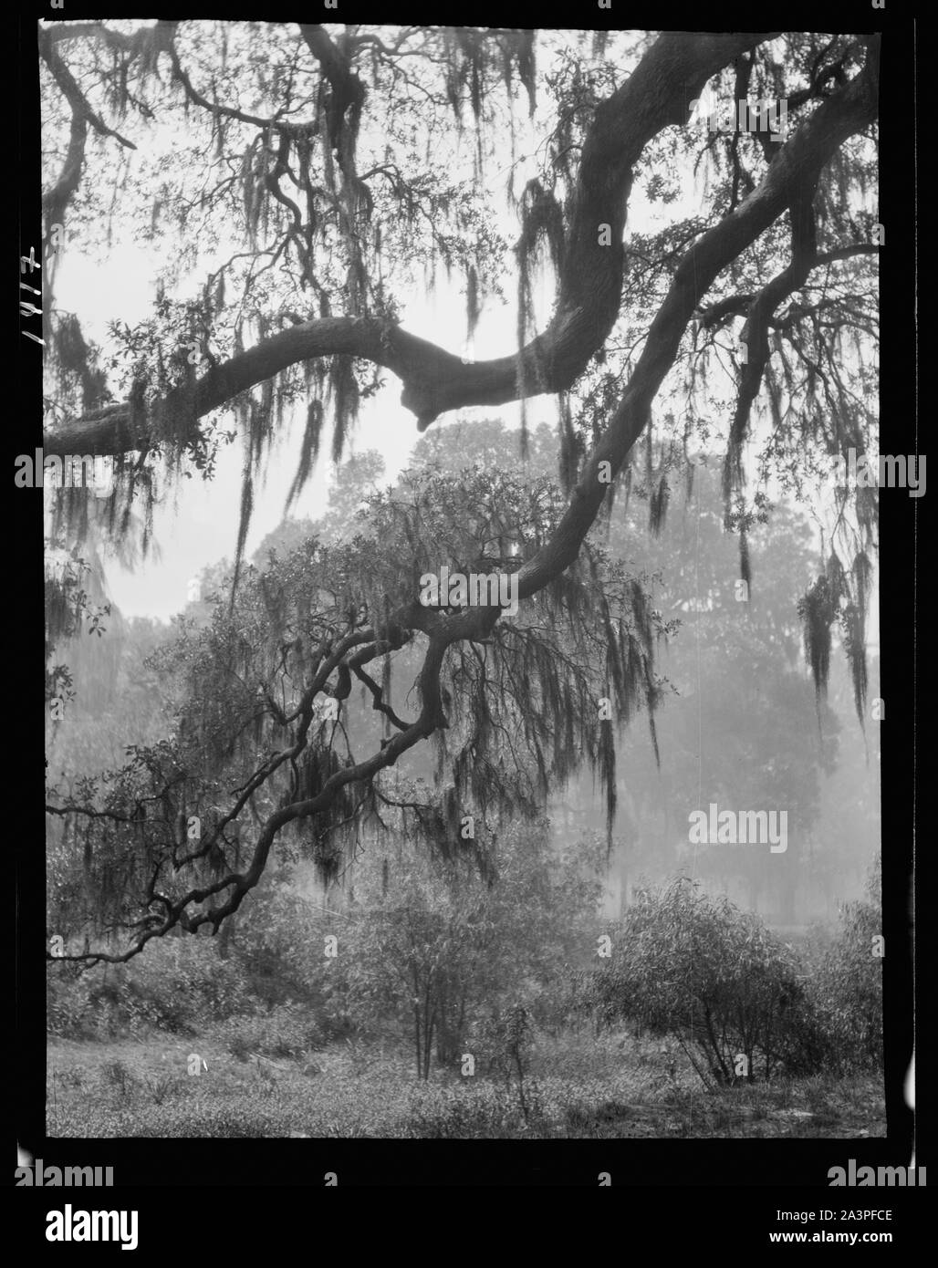 Spanish moss, New Orleans Stock Photo Alamy
