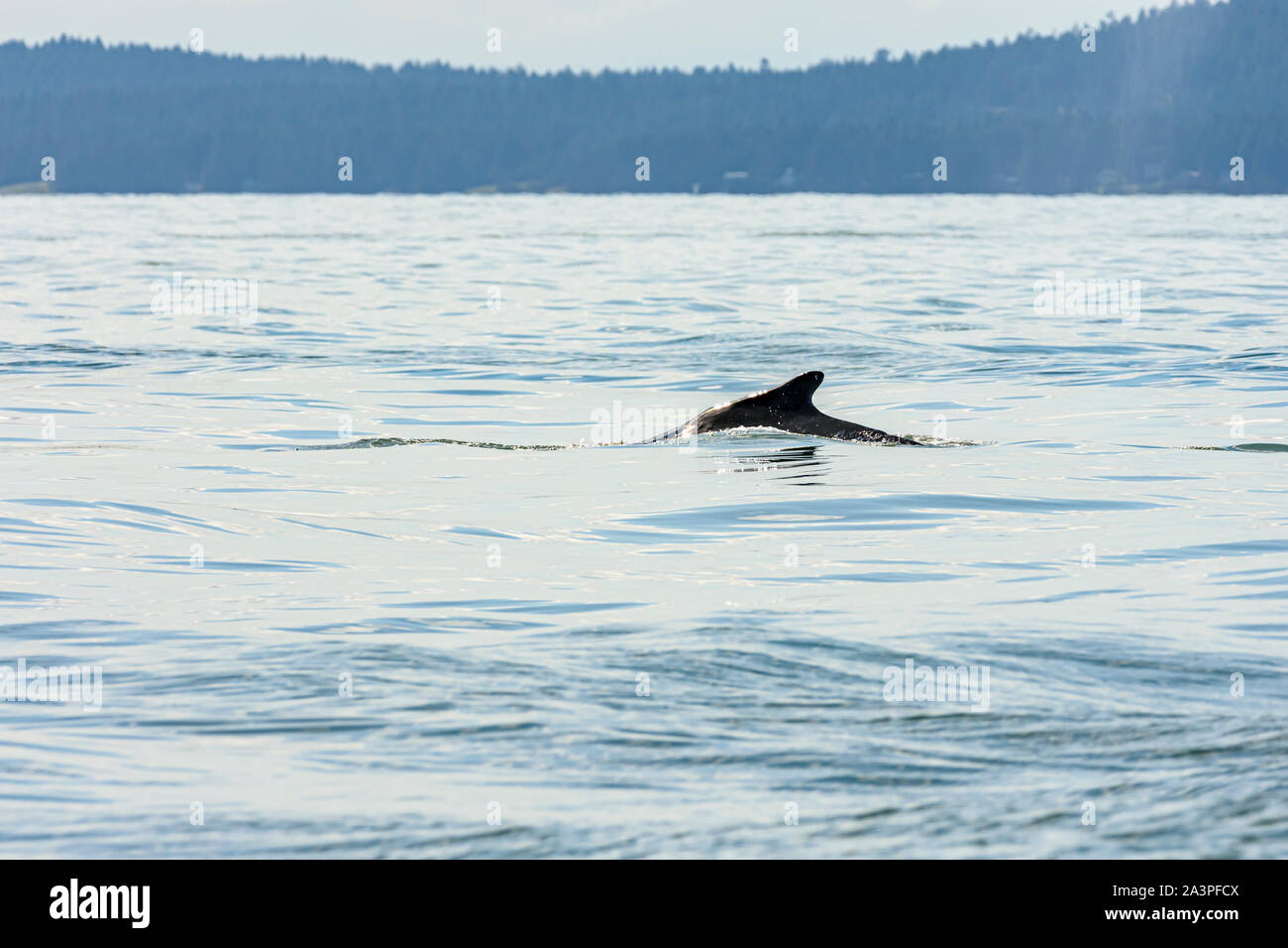 Humpback whale, Megaptera novaeangliae, Salish Sea, British Columbia, Canada, Pacific Stock Photo