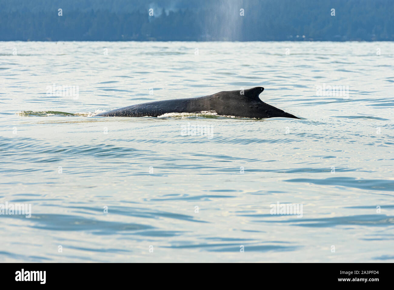 Humpback whale, Megaptera novaeangliae, Salish Sea, British Columbia, Canada, Pacific Stock Photo