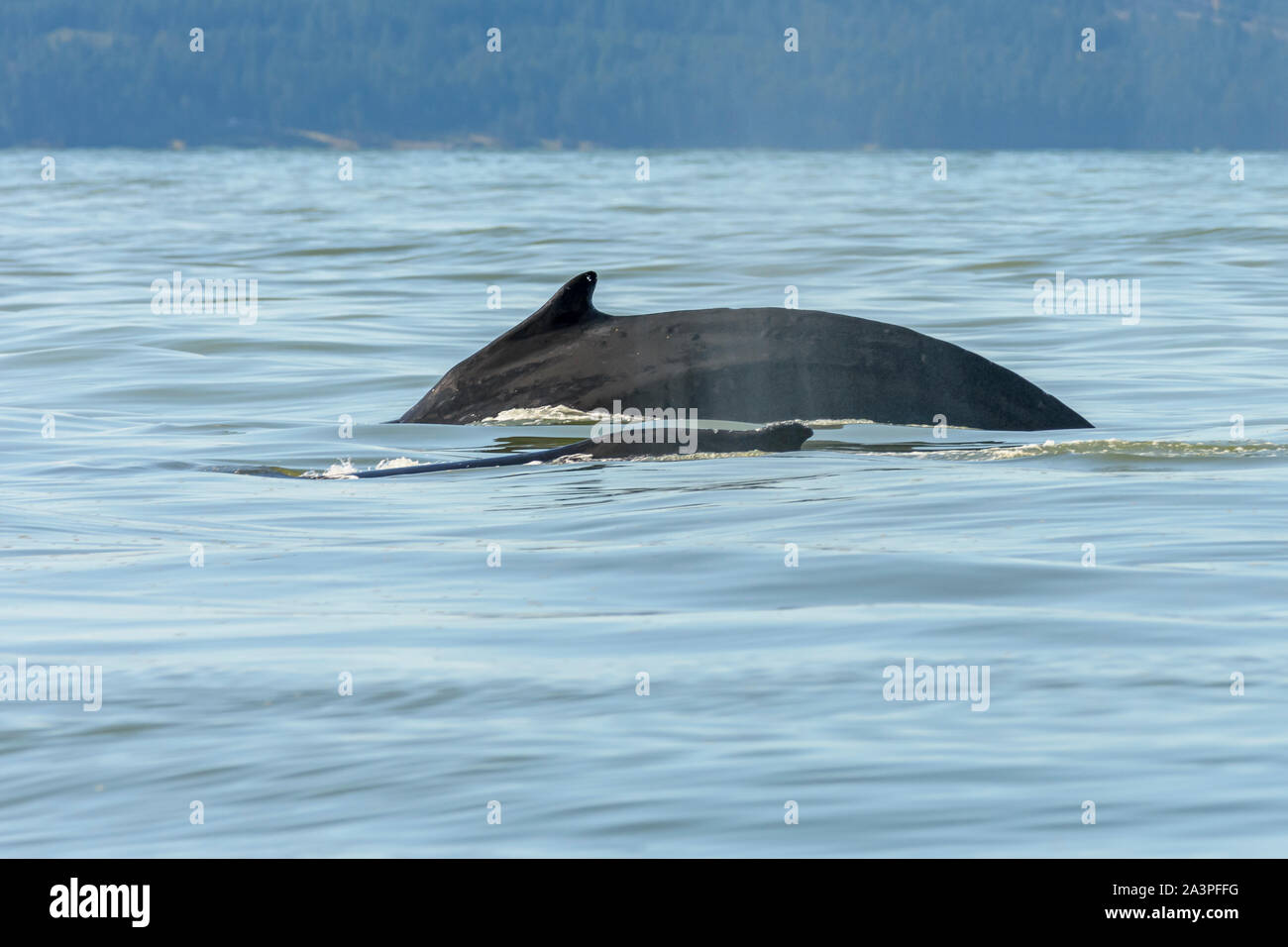 Humpback whales, Megaptera novaeangliae, Salish Sea, British Columbia, Canada, Pacific Stock Photo