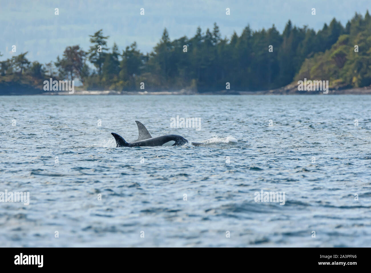 Transient Orca or Bigg's Killer Whale, Salish Sea, British Columbia, Canada, Pacific Stock Photo