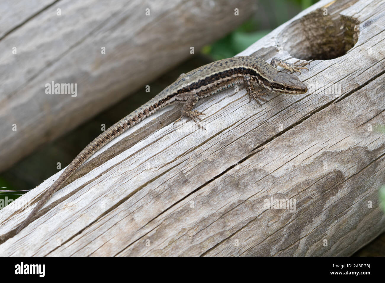 Common Wall Lizard (Podarcis muralis) Stock Photo