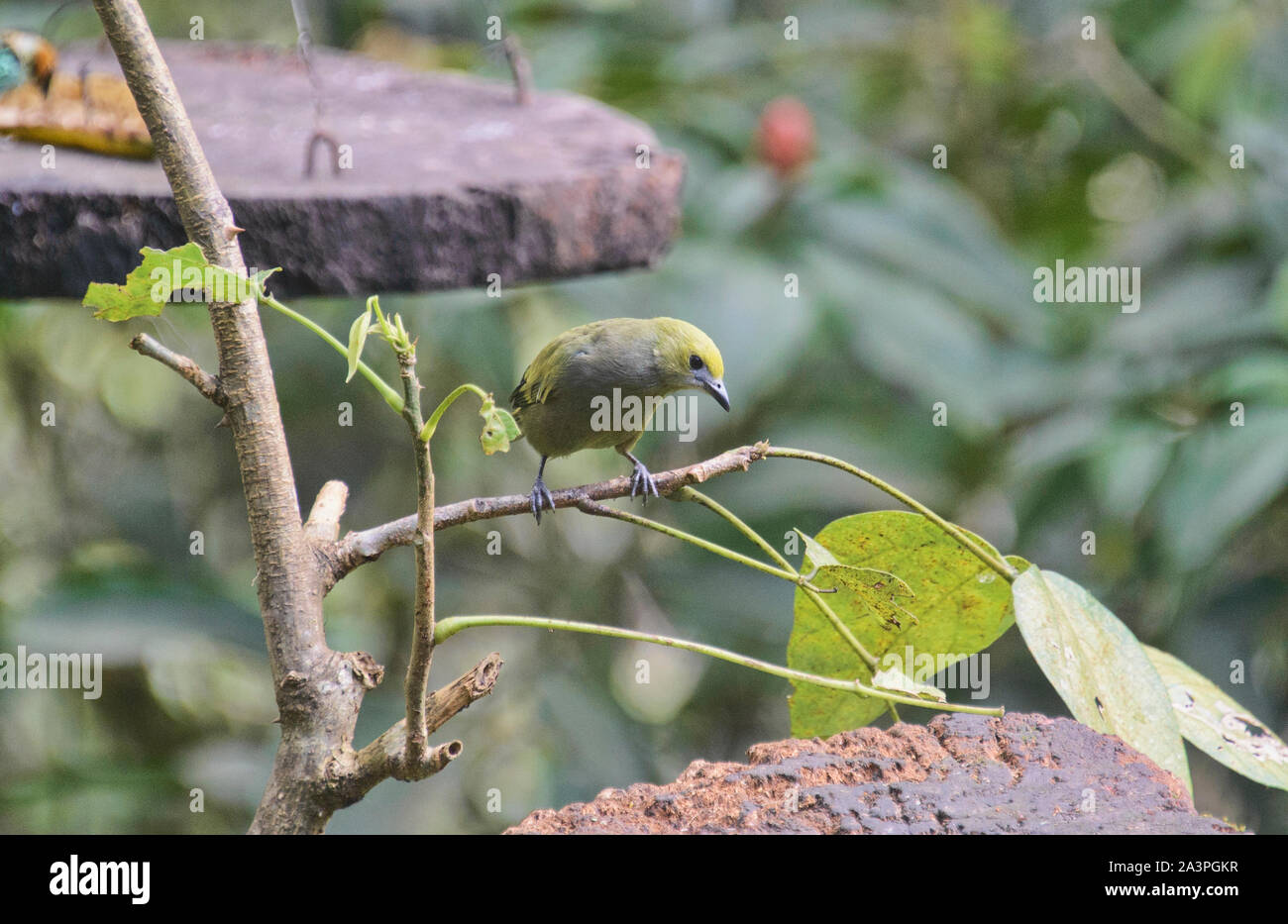 Buff-throated Saltator (Saltator maximus), Podocarpus National Park, Zamora, Ecuador Stock Photo