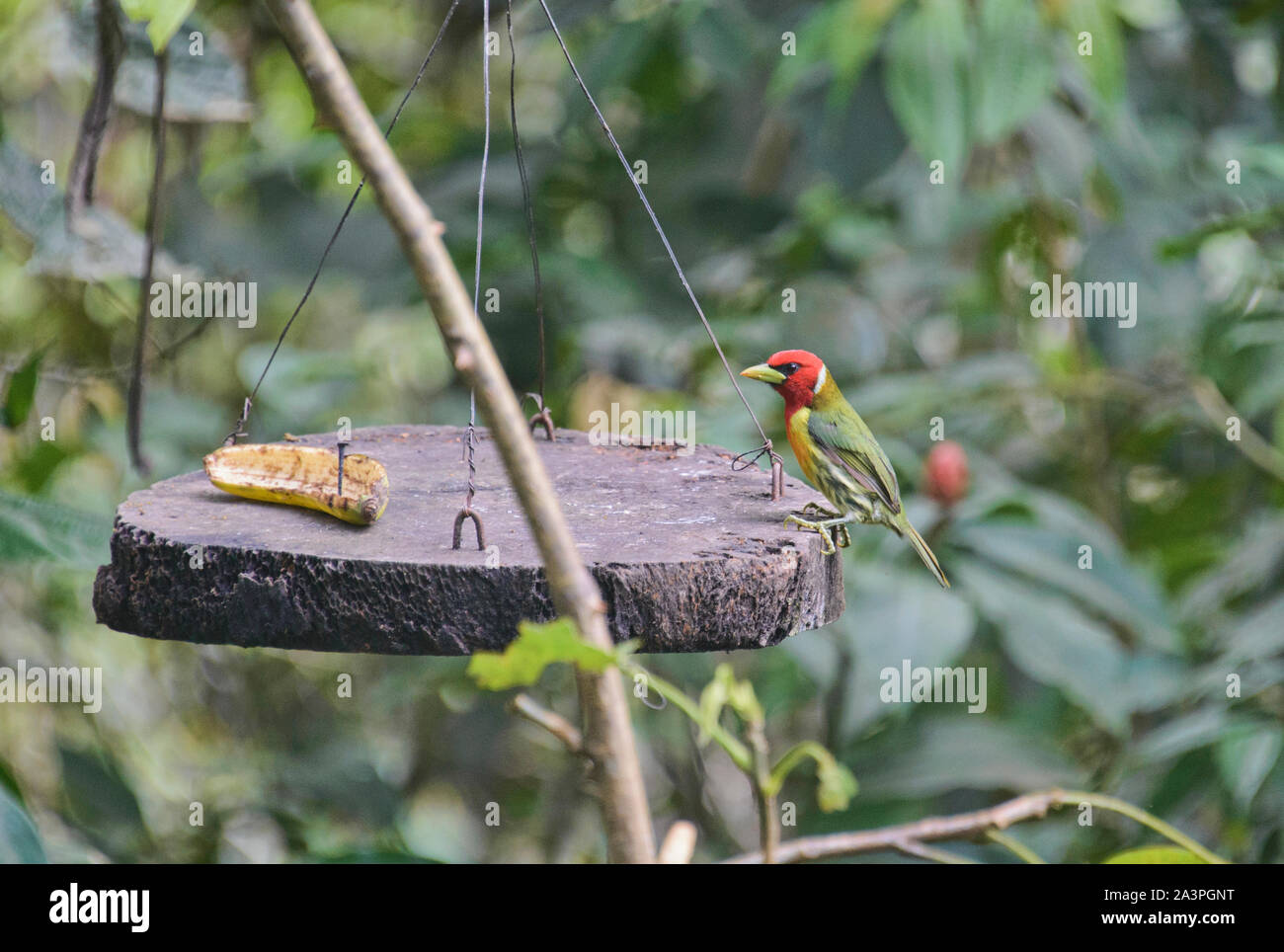 Beautiful red-headed barbet (Eubucco bourcierii), Copalinga, Podocarpus National Park, Zamora, Ecuador Stock Photo