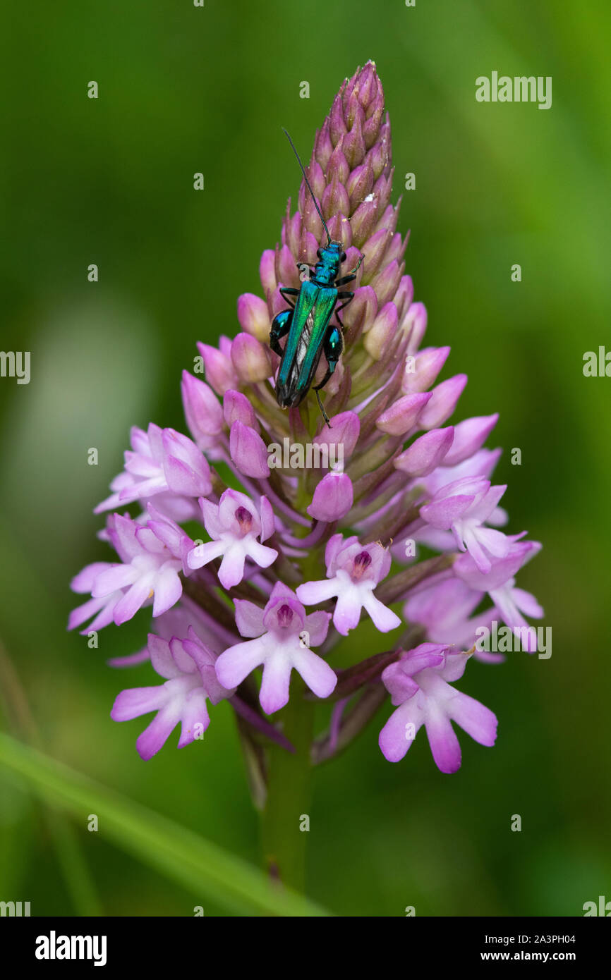 male Swollen-thighed Beetle (Oedemera nobilis) on the flower spike of a Pyramidal Orchid (Anacamptis pyramidalis) Stock Photo
