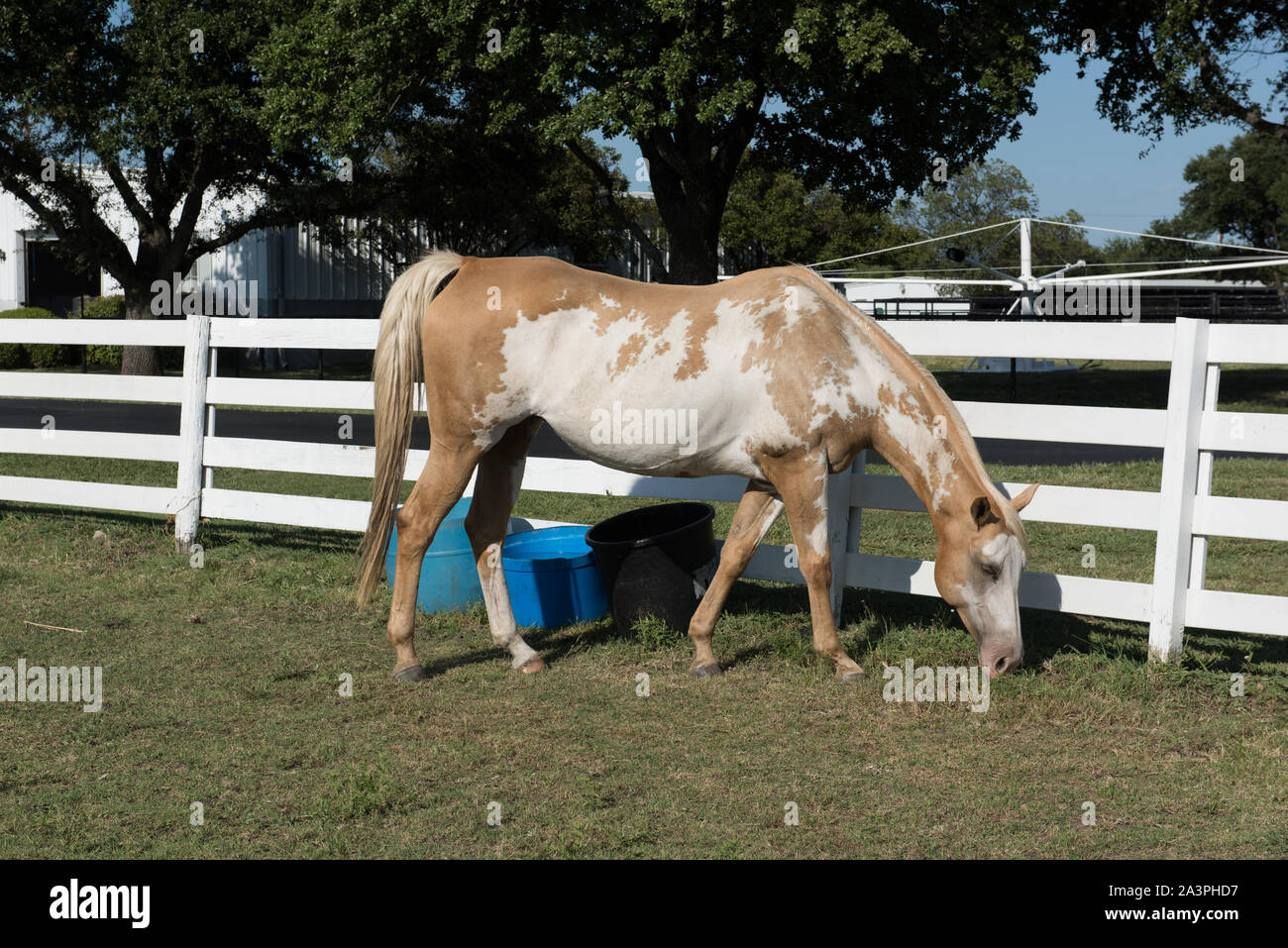 Spotted horse at Southfork Ranch in Parker, Texas, north of Dallas
