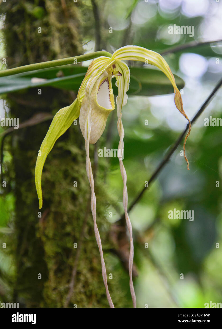 Rare Phragmipedium warszewiczianum orchids, Copalinga, Podocarpus National Park, Zamora, Ecuador Stock Photo
