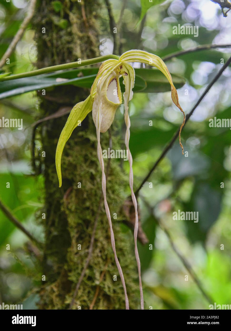 Rare Phragmipedium warszewiczianum orchids, Copalinga, Podocarpus National Park, Zamora, Ecuador Stock Photo