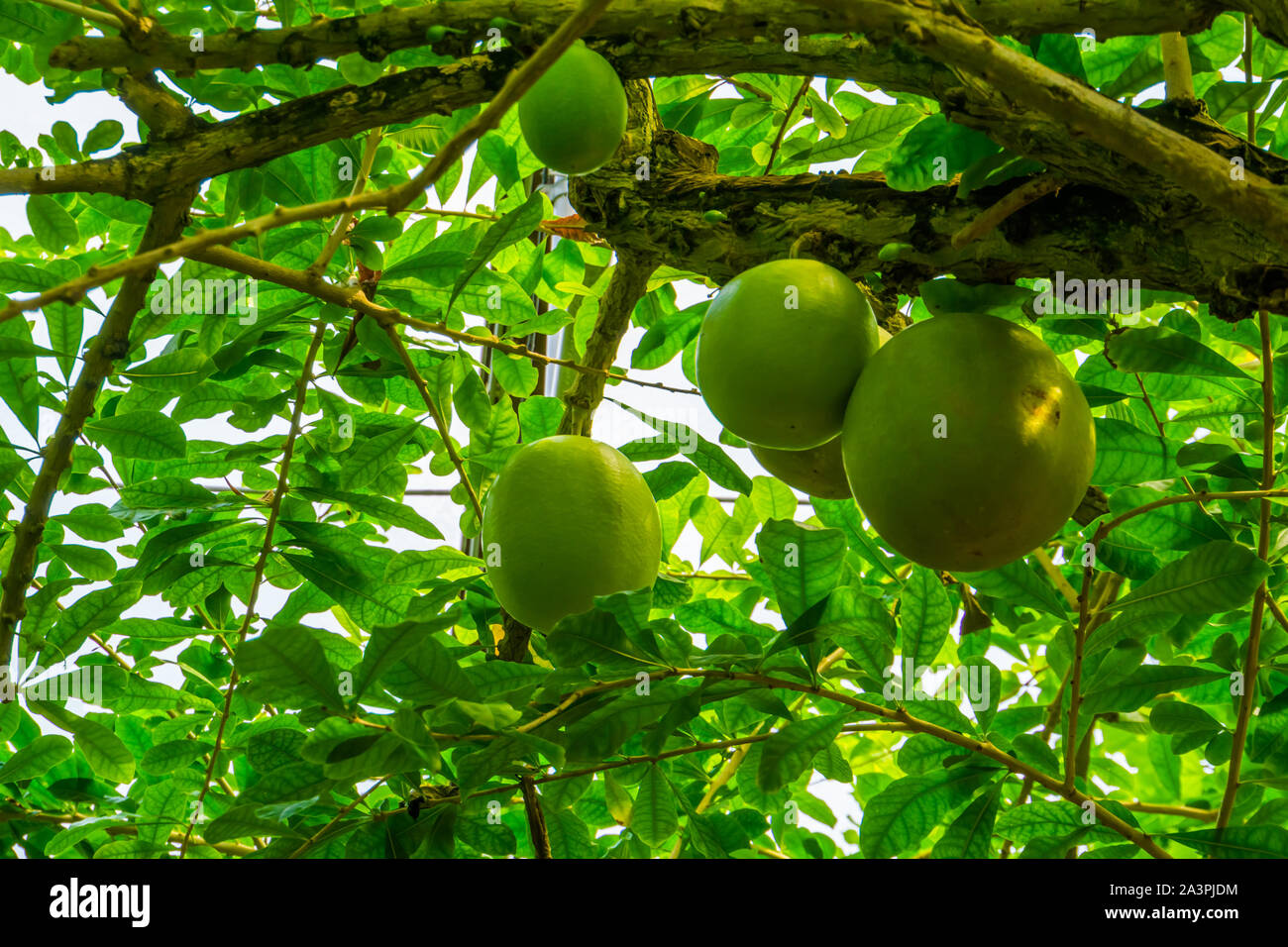 tree branch with big fruits of a calabash tree, popular tropical fruiting plant, exotic specie from America Stock Photo