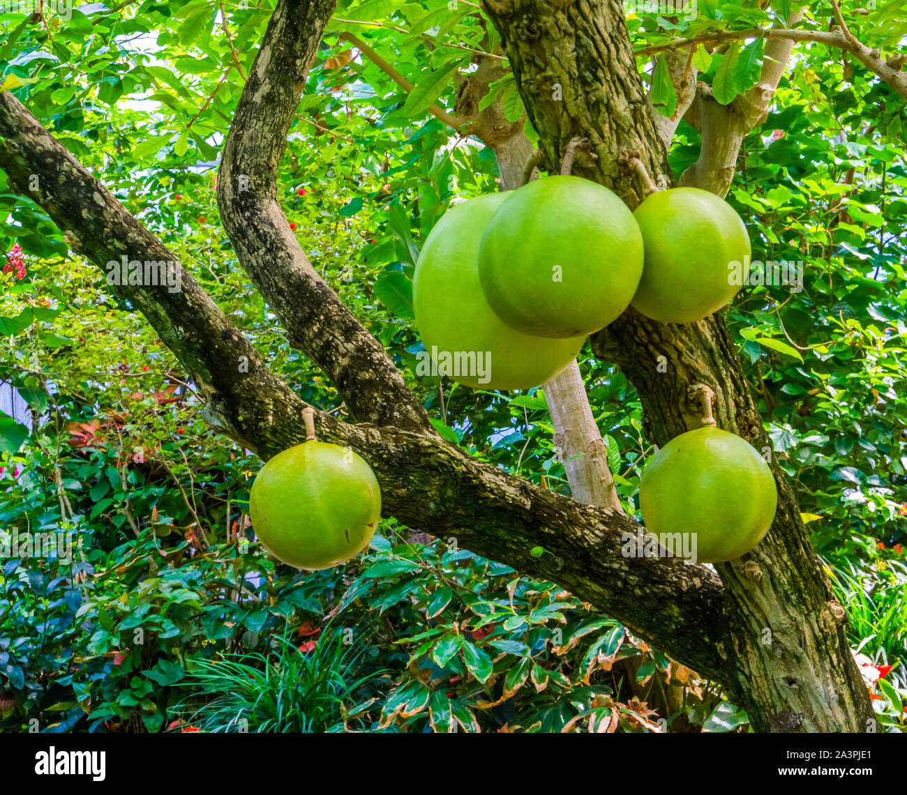 calabash tree bearing big fruits, tropical fruiting plant, exotic specie from America, nature background Stock Photo