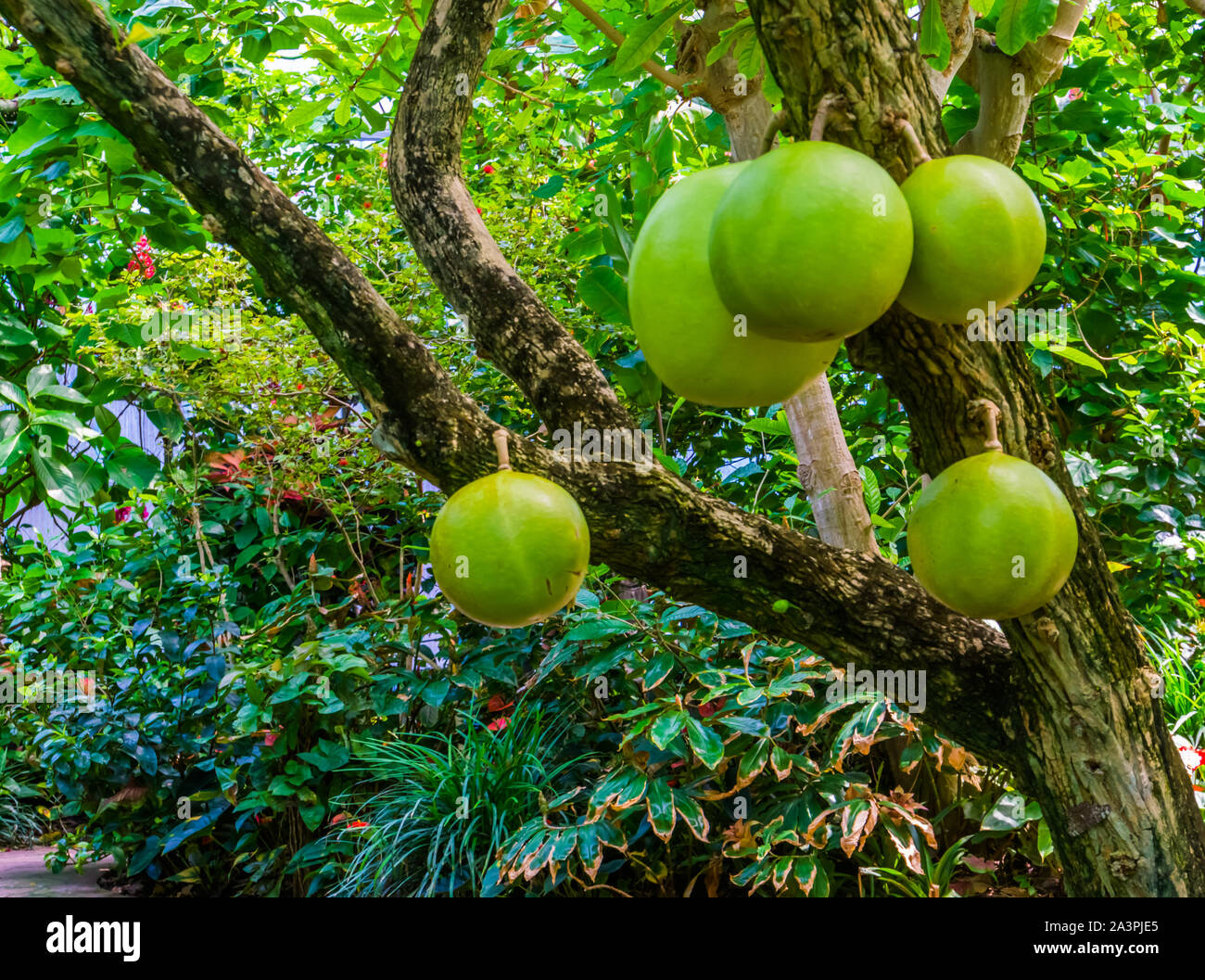 calabash tree bearing big fruits, popular tropical fruiting plant, exotic specie from America Stock Photo