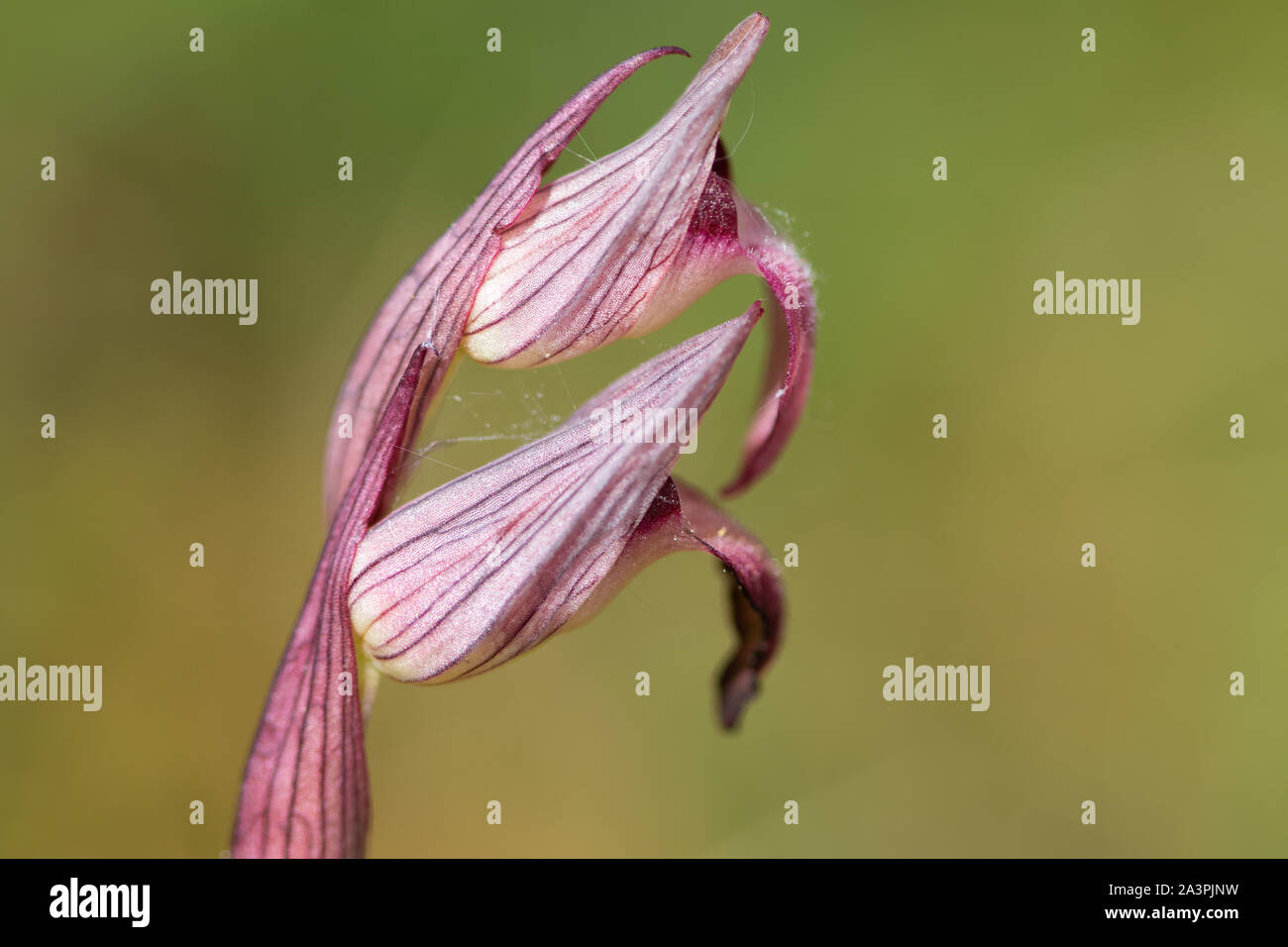 Small-flowered Tongue-orchid (Serapias parviflora) flower Stock Photo