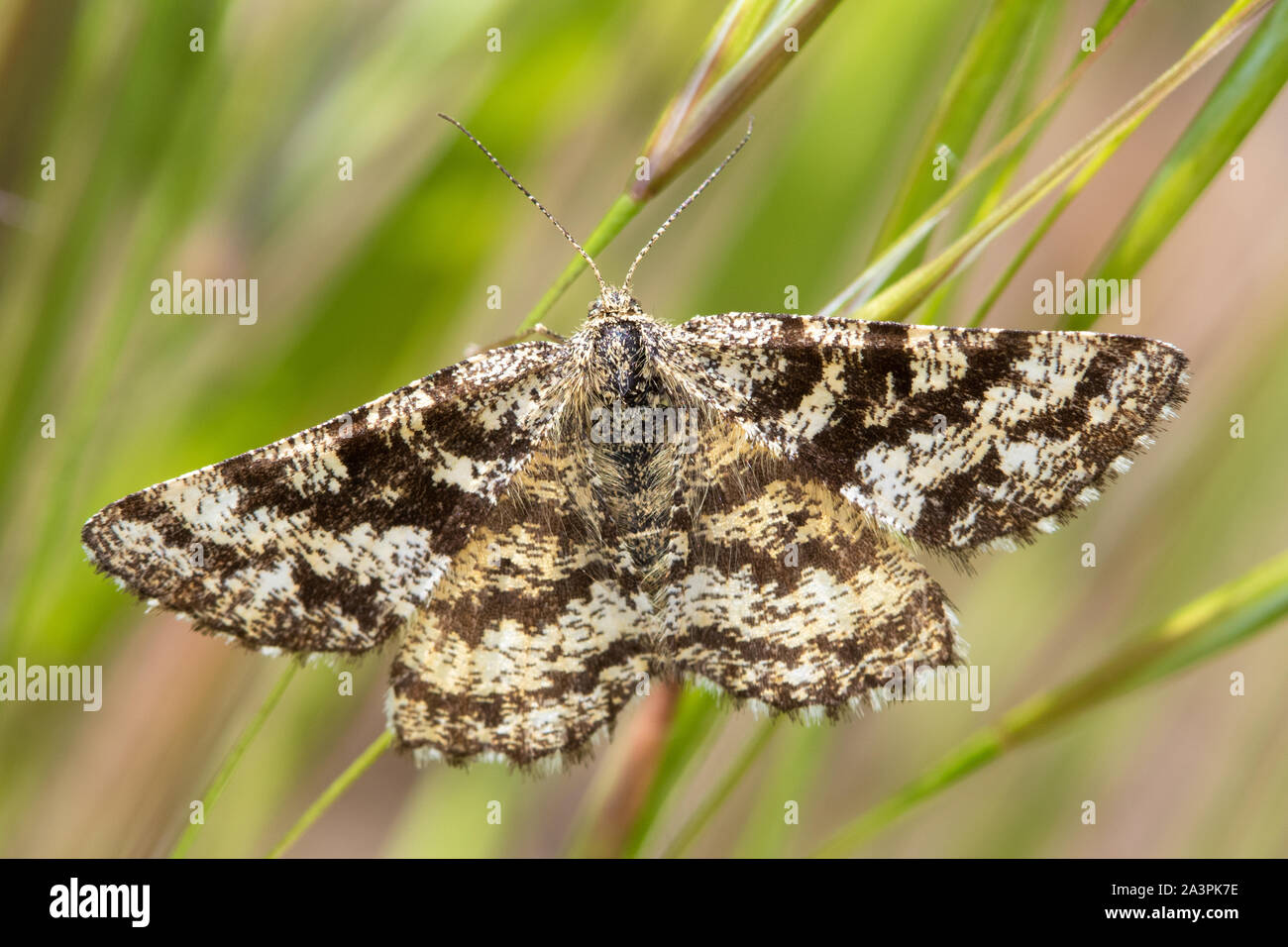 Common Heath (Ematurga atomaria) - a day-flying moth Stock Photo